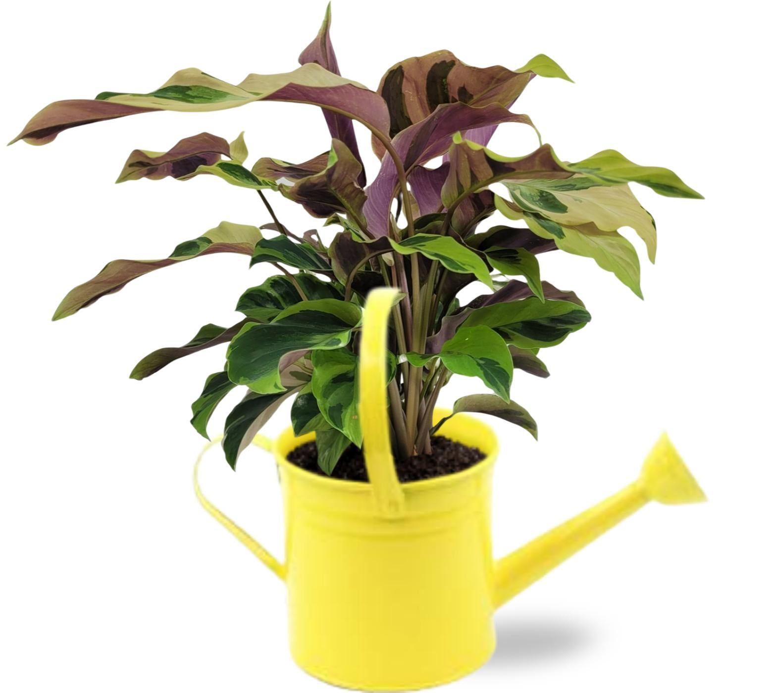 Gebetspflanze - Calathea Yellow Fusion Ø14cm - ↕40cm Gieter D14,5x14,5cm - Gießkanne Gelb