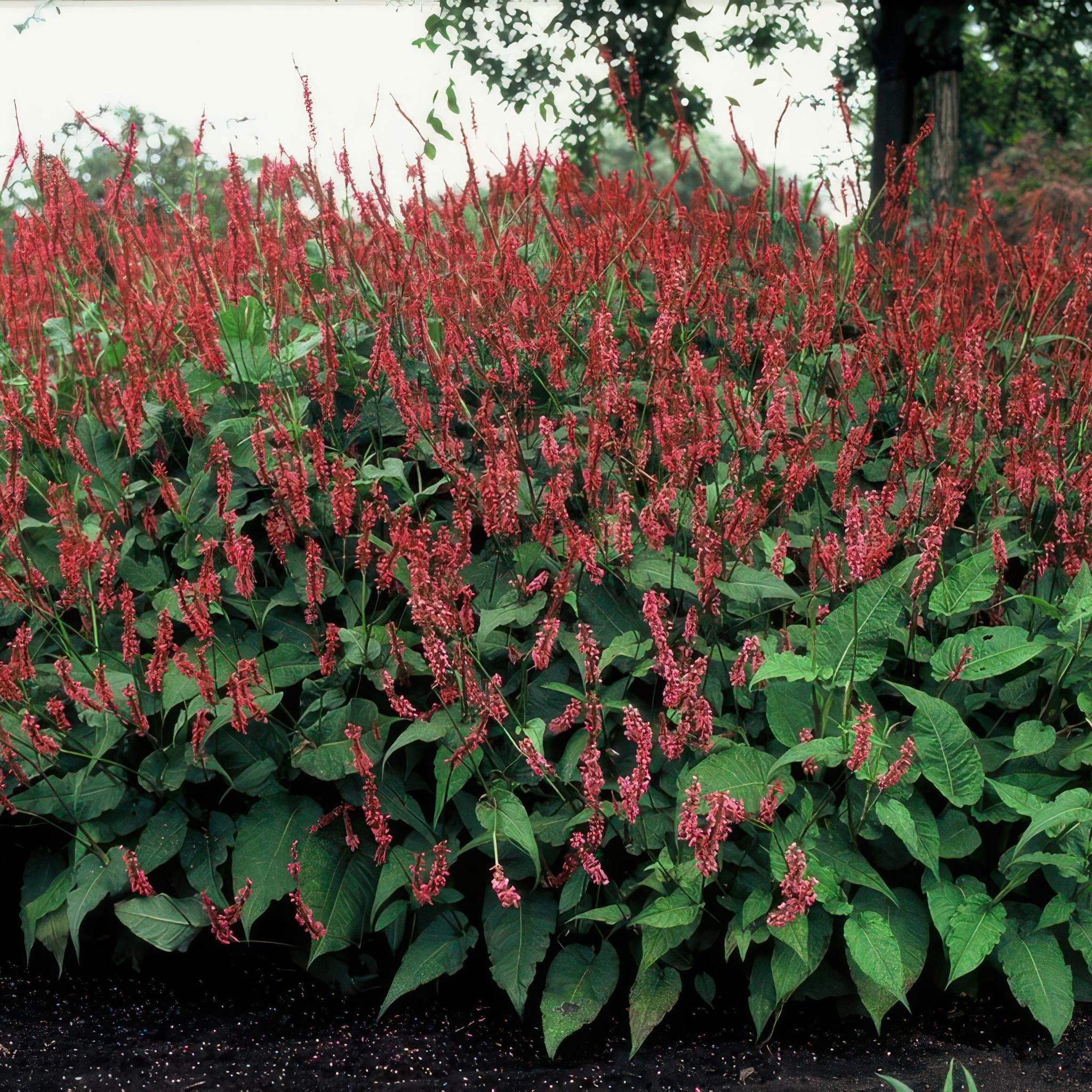 Kerzenknöterich - Persicaria amplexicaulis - ↕25cm - Ø9cm  - 20 Stück