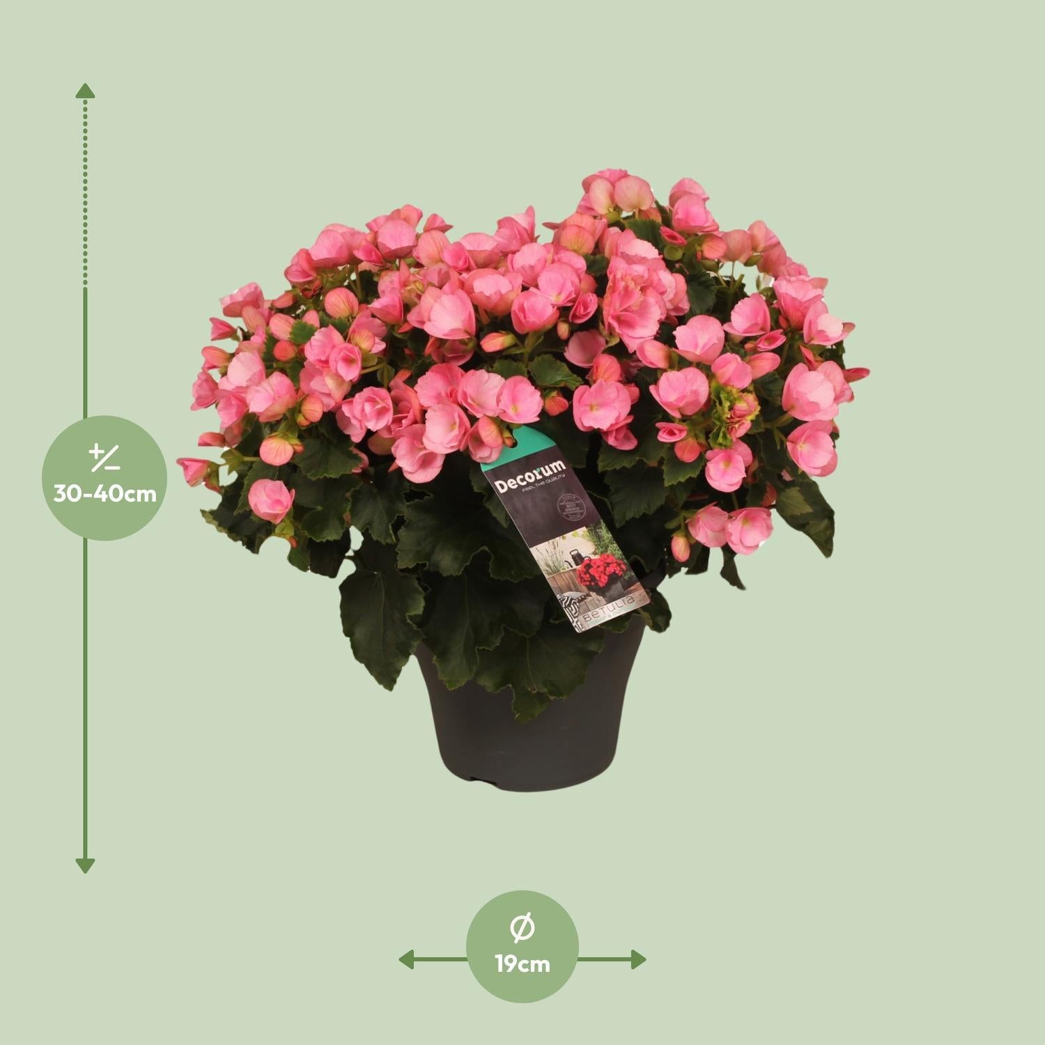 Begonia Betulia Candy Pink - Ø19cm - ↕35cm