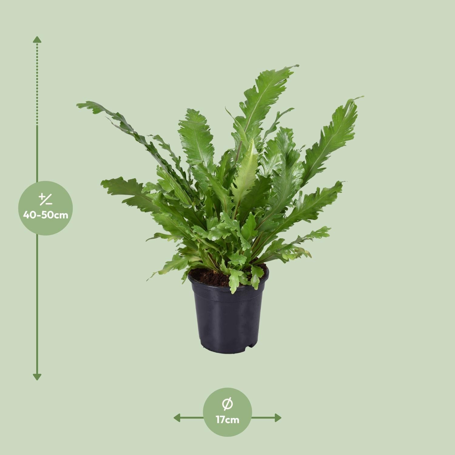 Vogelnestfarn - Asplenium Nidus - Ø17cm - ↕45cm