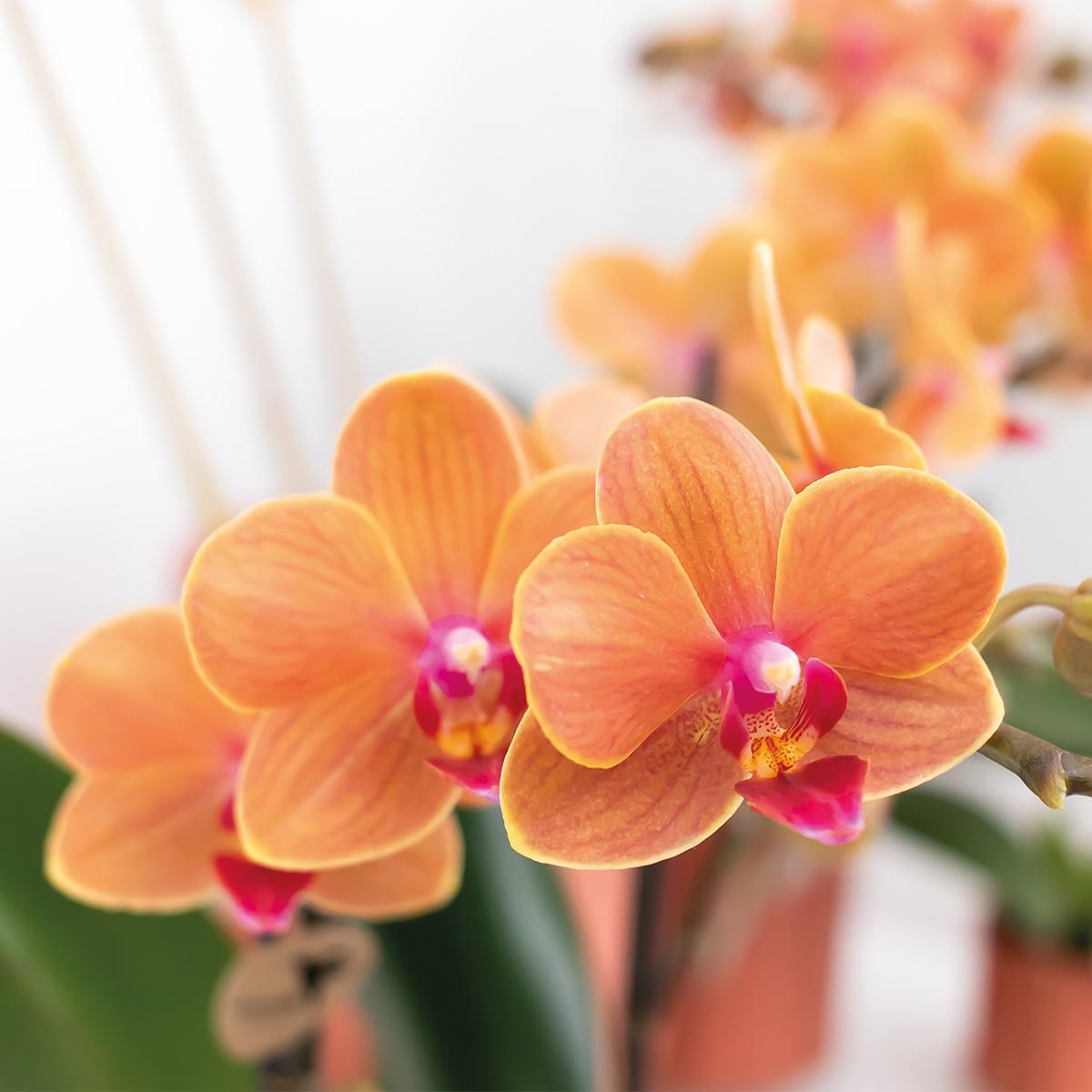 Orchidee Orange Phalaenopsis Orchidee - Mineral Bolzano - Topfgröße Ø9cm | blühende Topfpflanze - frisch vom Züchter