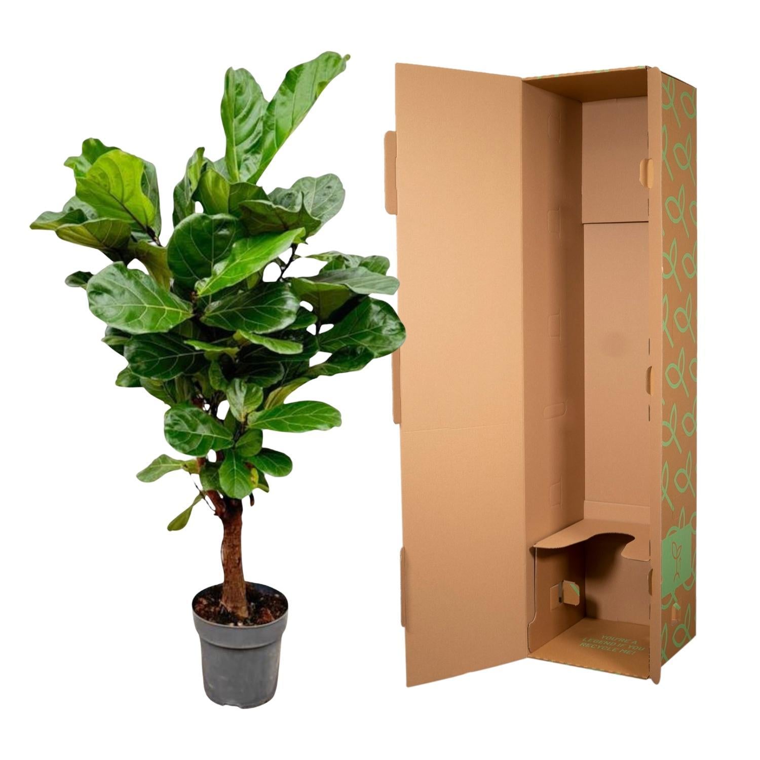 Geigenfeige - Ficus Lyrata - 150cm - ø24