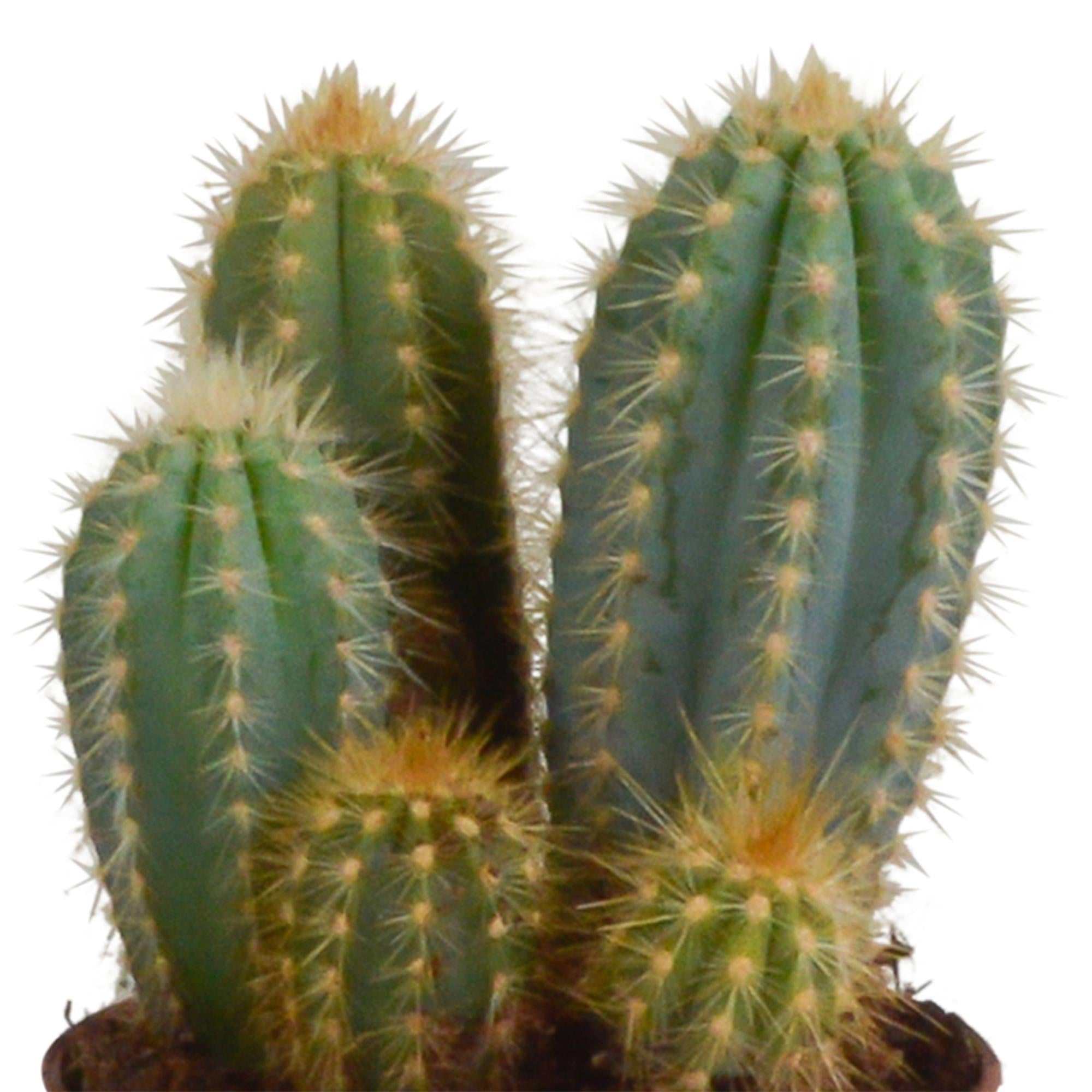 Säulenkaktus - Cereus-Mischung 10,5 cm - 3 Stück im terracotta Topf