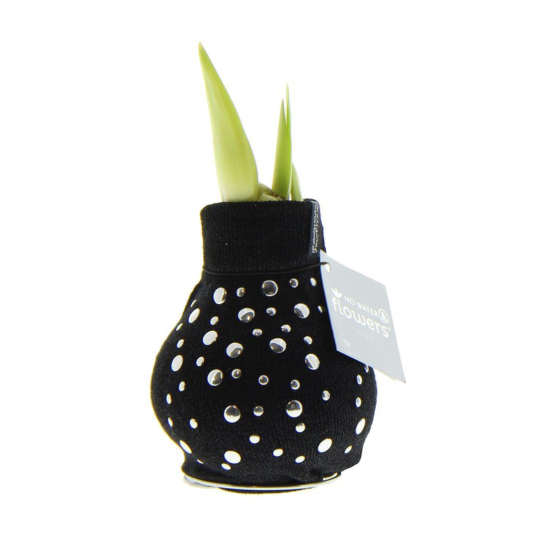 No Water Flowers® (wax amaryllis) | Fashionz Streetlife - Studs + Red flower