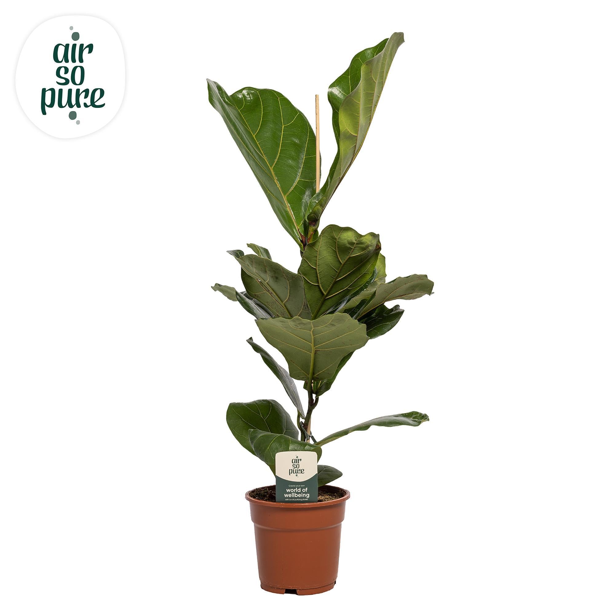 Geigenfeige - Ficus Lyrata - Ø17cm - ↕60cm