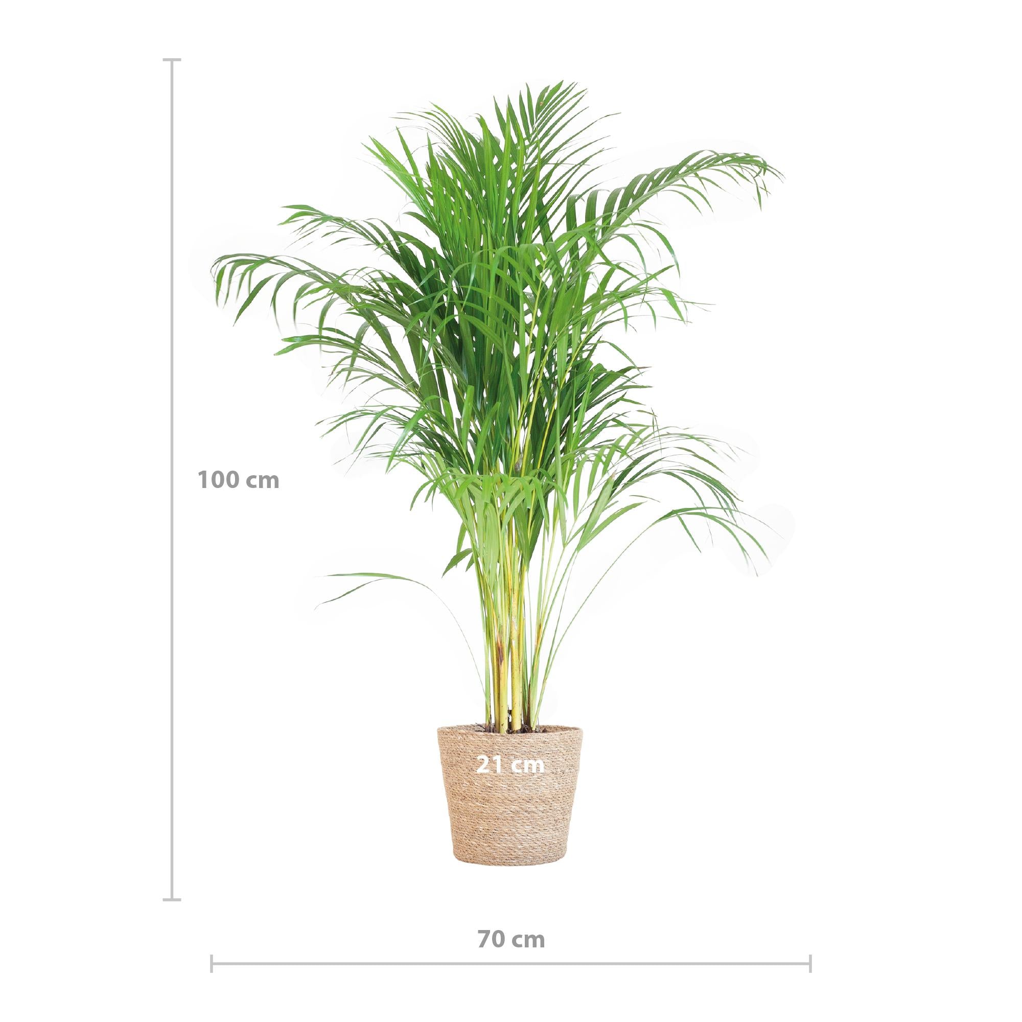 Arecapalme - Dypsis mit Korb Sofia Natur - 100cm - Ø21