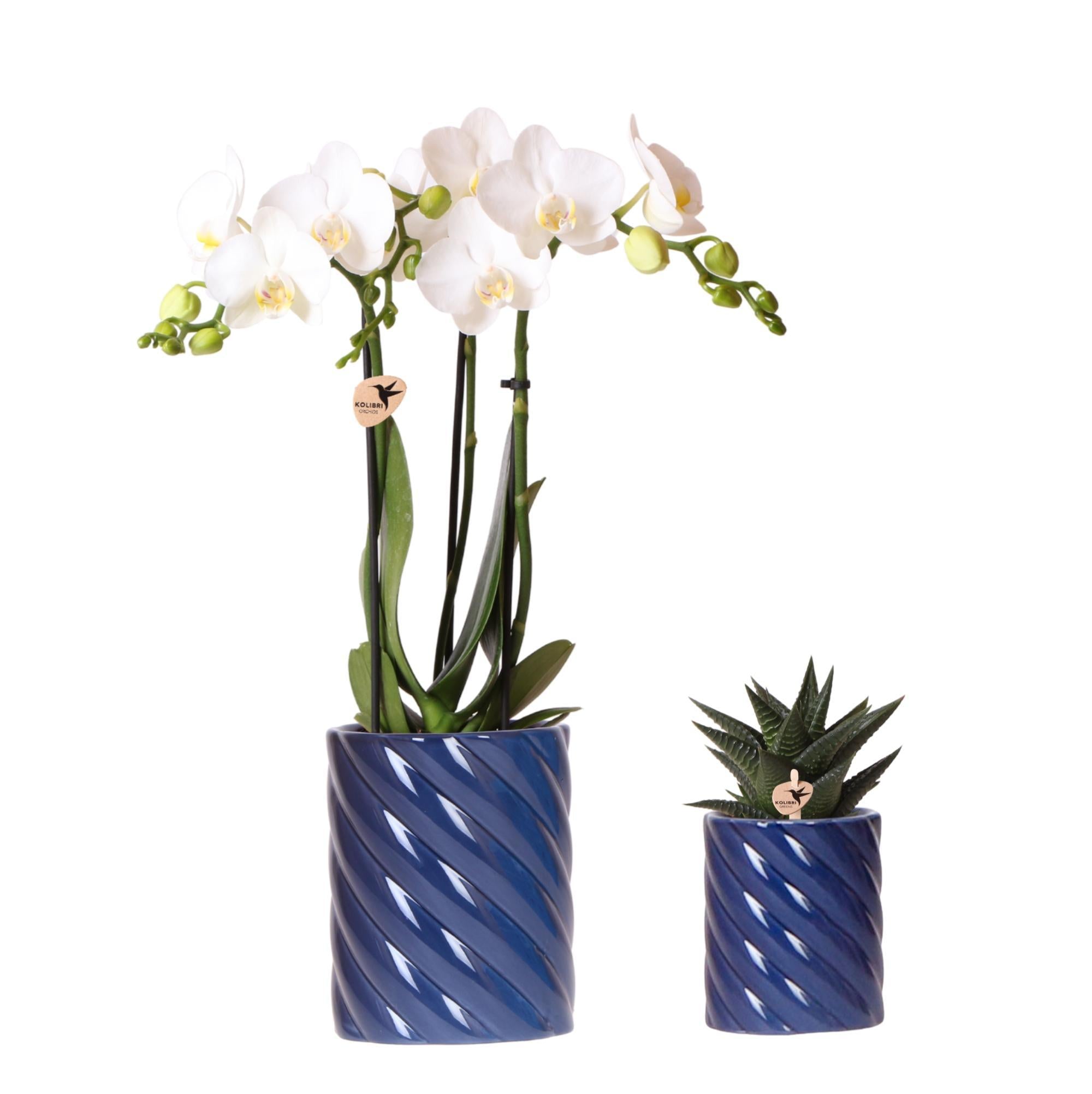 Orchidee  Set weiße Amabilis-Orchidee und Sukkulente in Candy Dekotopf blau - Topfgröße Ø9cm & Ø6cm | blühende Zimmerpflanze - frisch vom Züchter