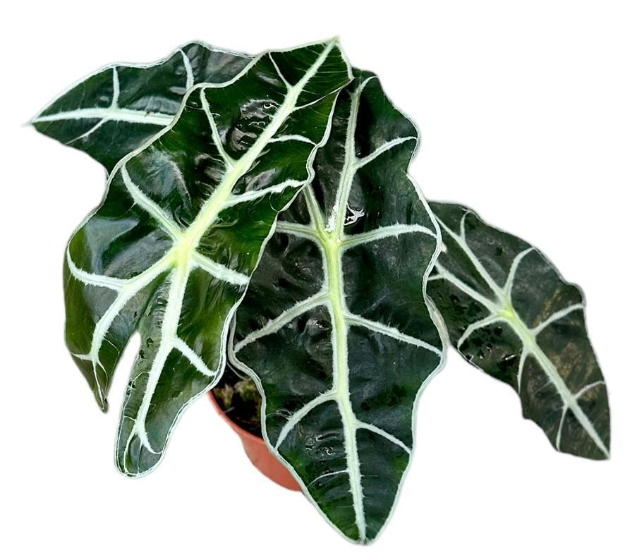 Elefantenohr - Alocasia Polly - Ø10,5cm - ↕20cm