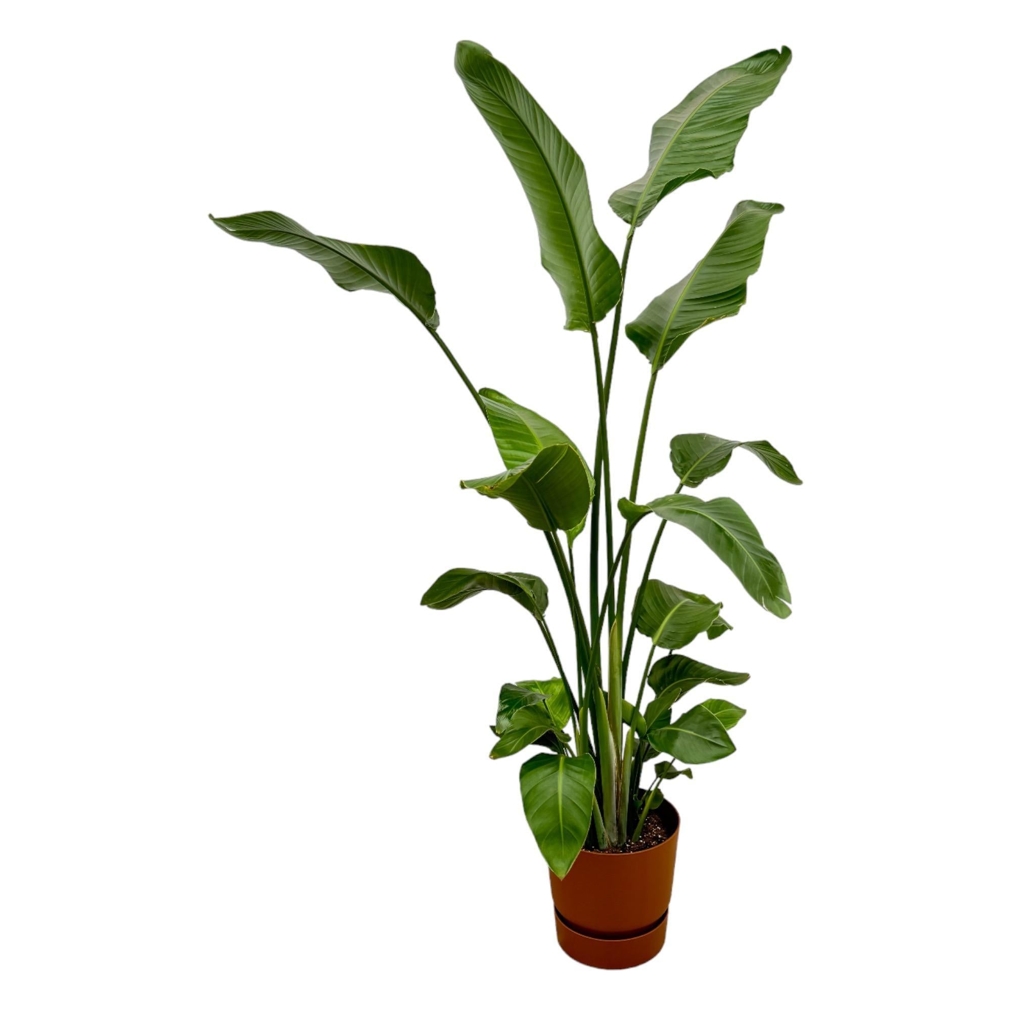 Strelitzia Nicolai inclusief elho Greenville Round Topf braun - 180 cm - Ø30