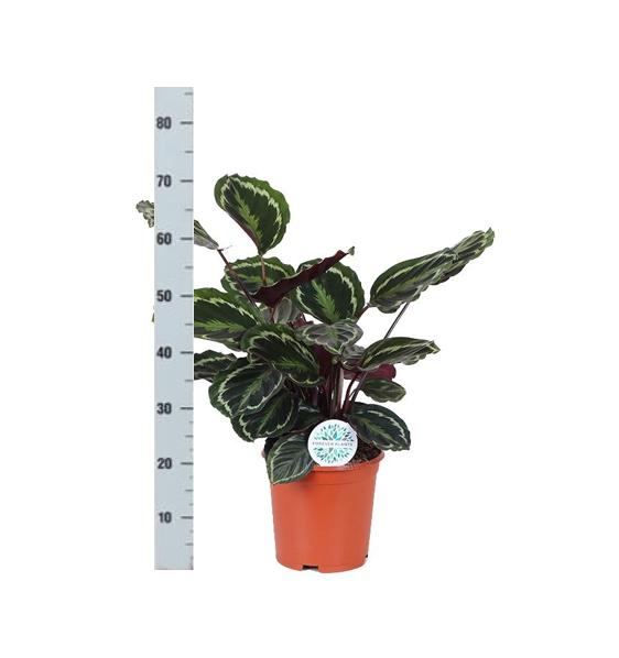 Calathea Medaillon - Korbmarante - Ø21cm - ↕70cm im Vibes Topf weiß