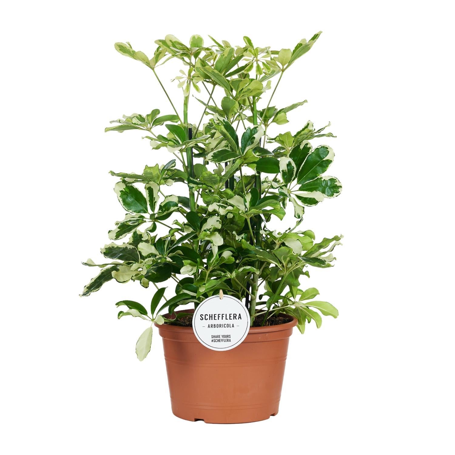 Schefflera Charlotte - Ø21cm - ↕55cm