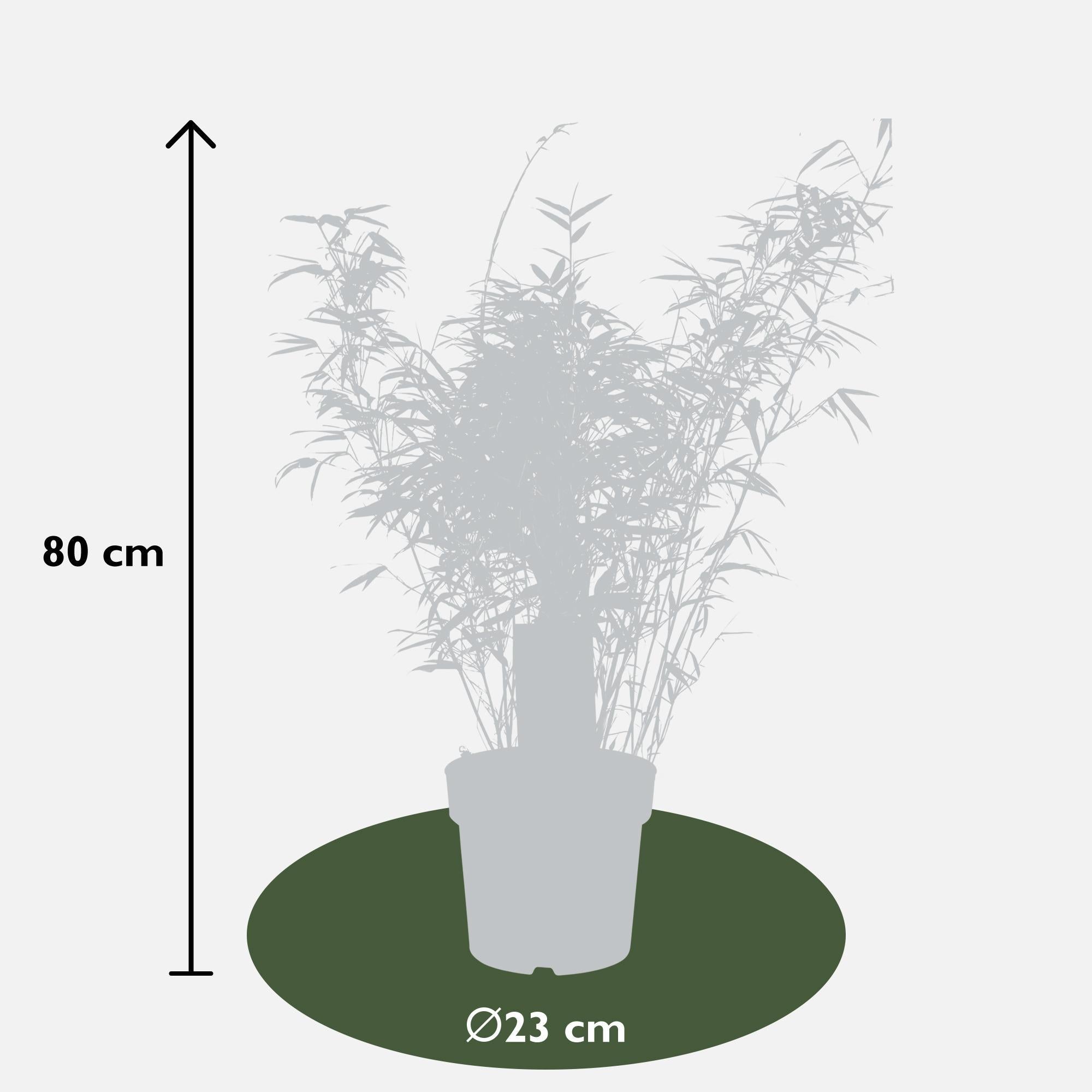 Bambus Fargesia rufa - ↨80cm - Ø23   2 Stück