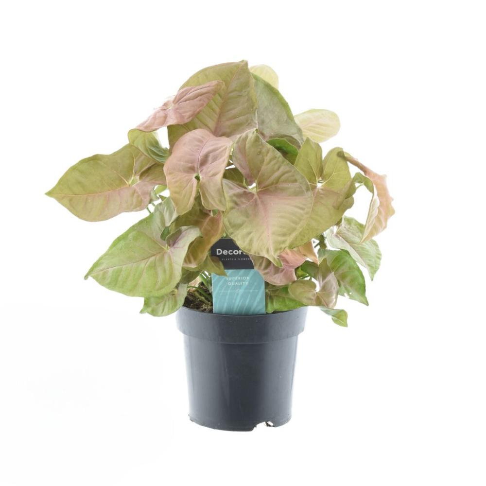 Syngonium Red Heart Feel Green - Ø14cm - ↕30cm