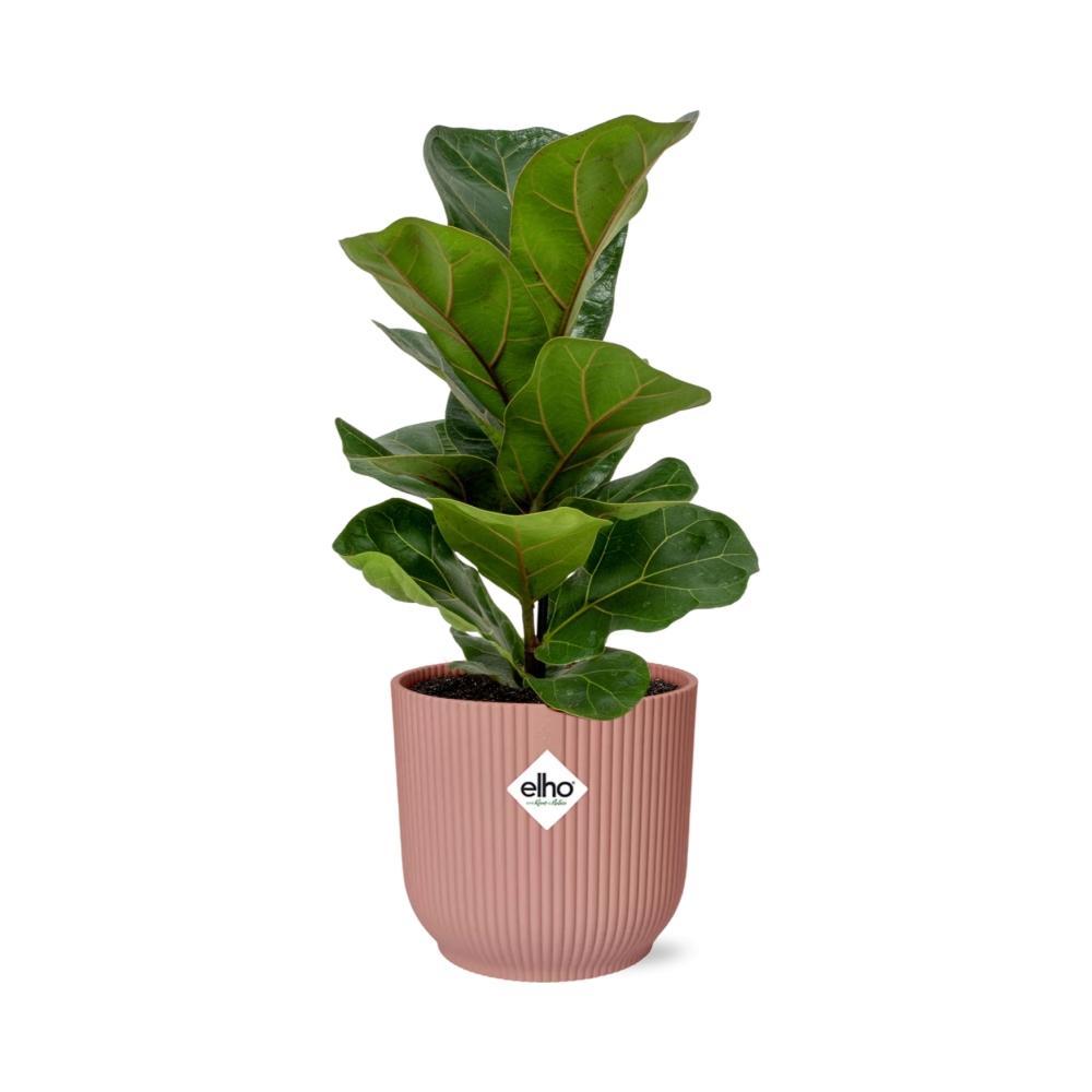 Geigenfeige - Ficus Lyrata 'Bambino' in ELHO Vibes Fold 14cm rosa