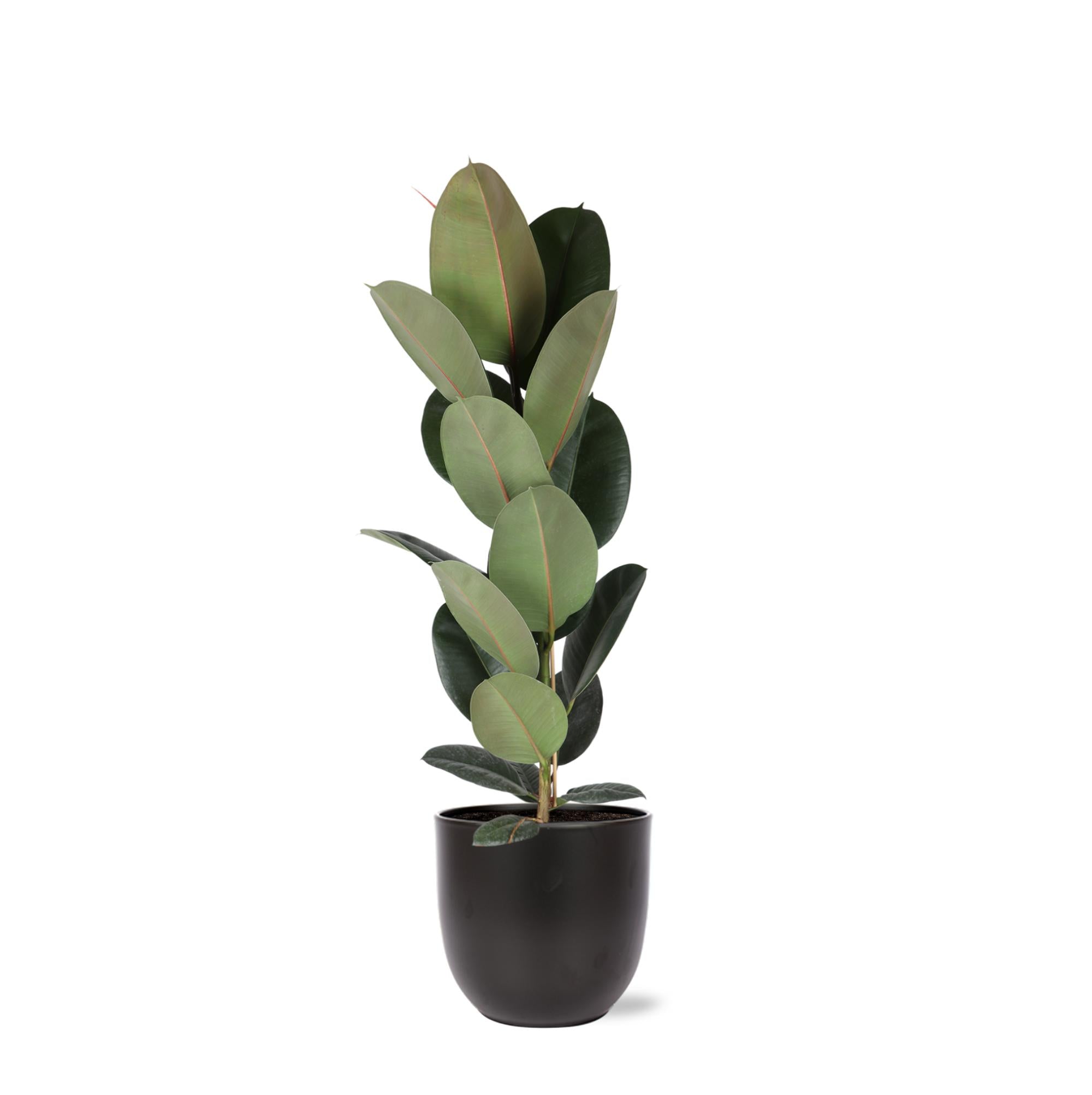 Gummibaum Ficus Elastica Robusta - Ø21cm - ↕90cm in Boule ANTRACIET Topf