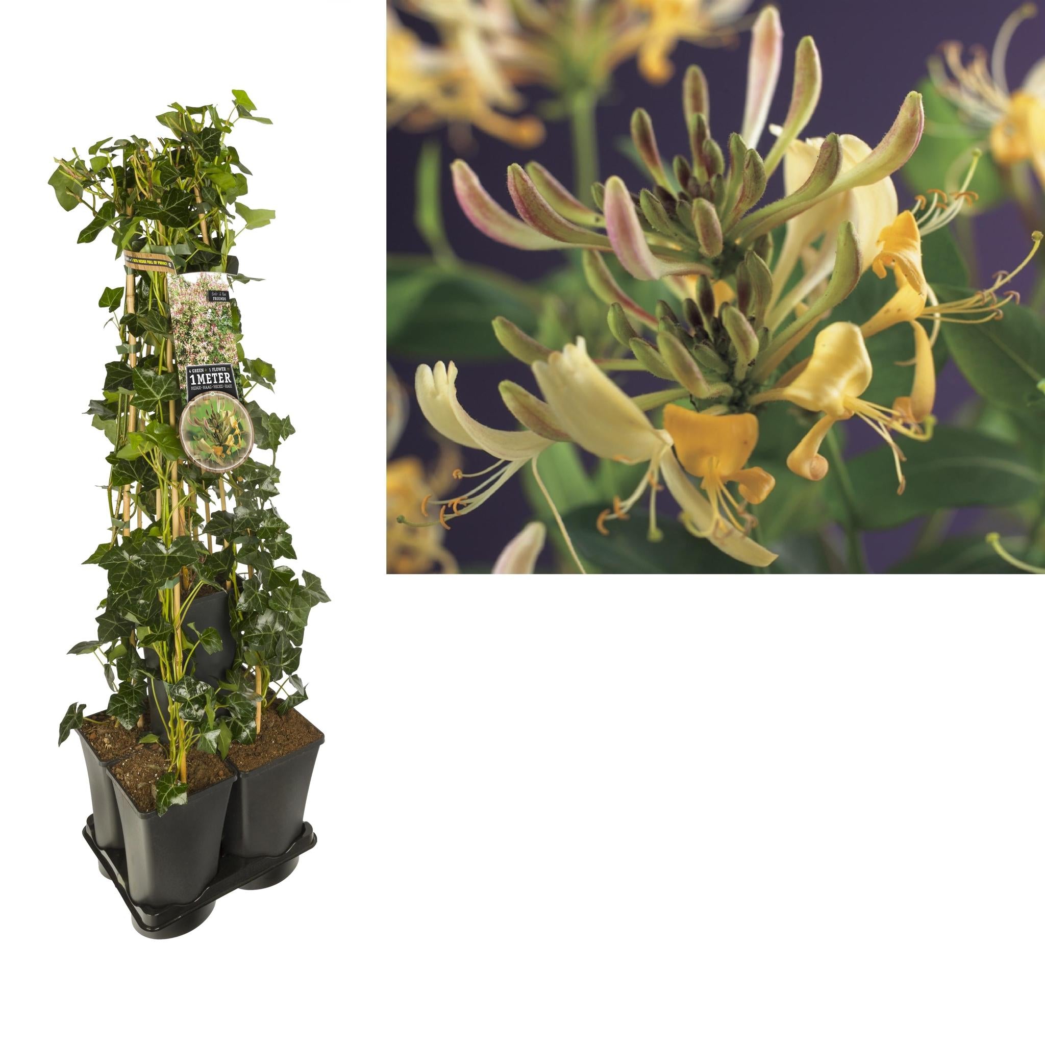 Efeu + Lonicera 'periclymenum - Hedera Efeu + Lonicera 'periclymenum' Mix