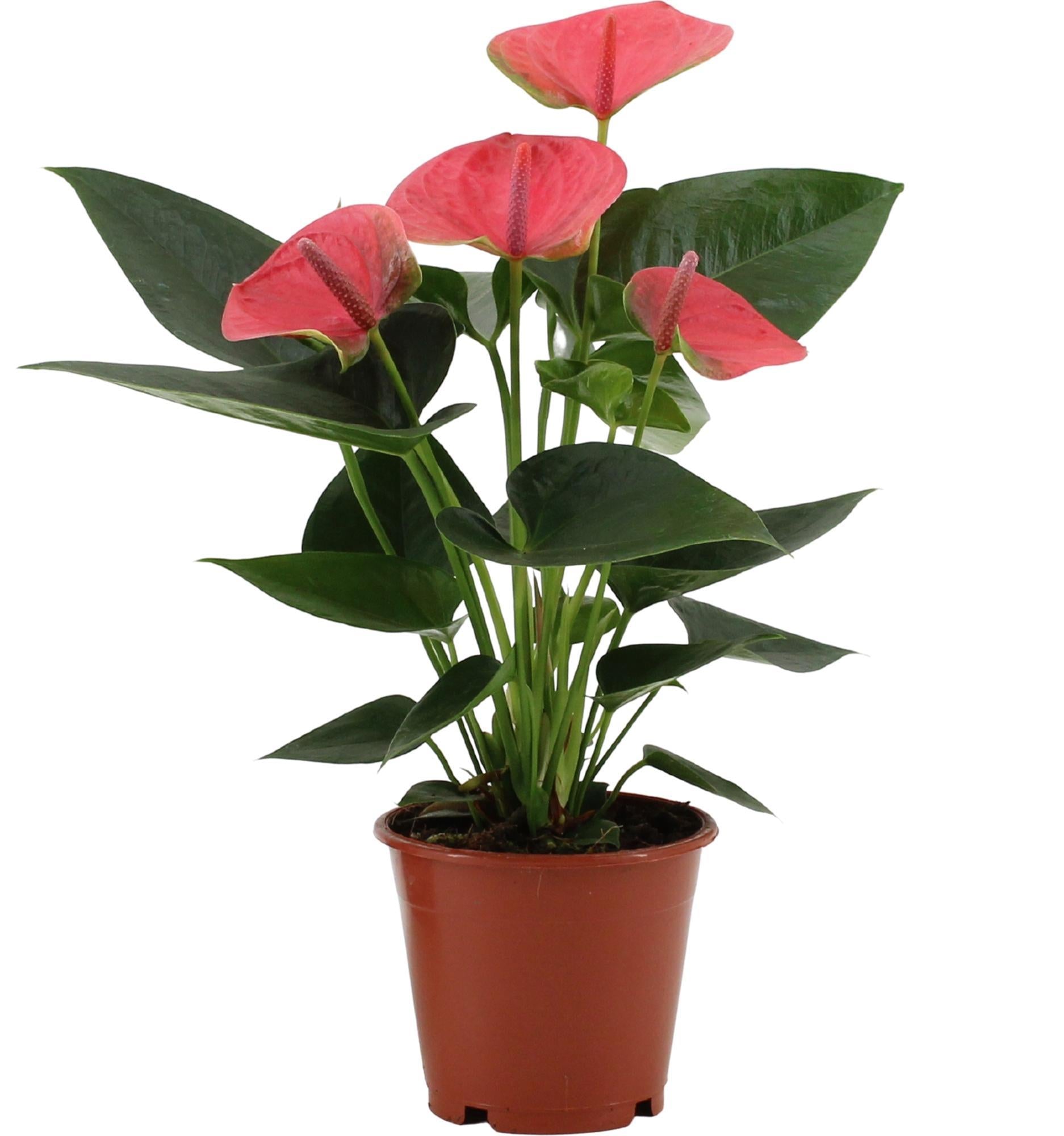 Anthurium Sweet Dream In Transparant Sleeve - Ø12cm - ↕36cm