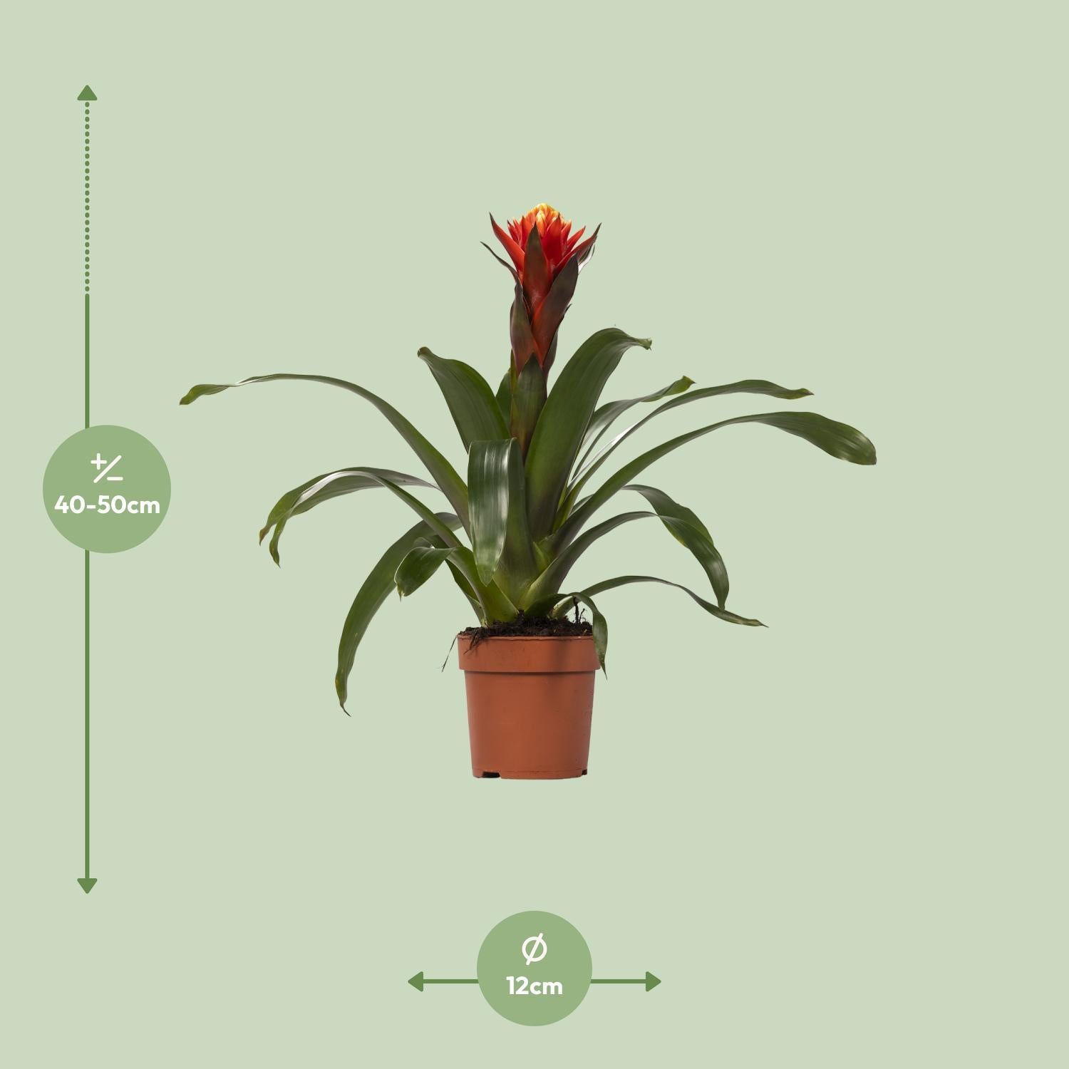 Guzmania Happiness - Ø12 ↕45