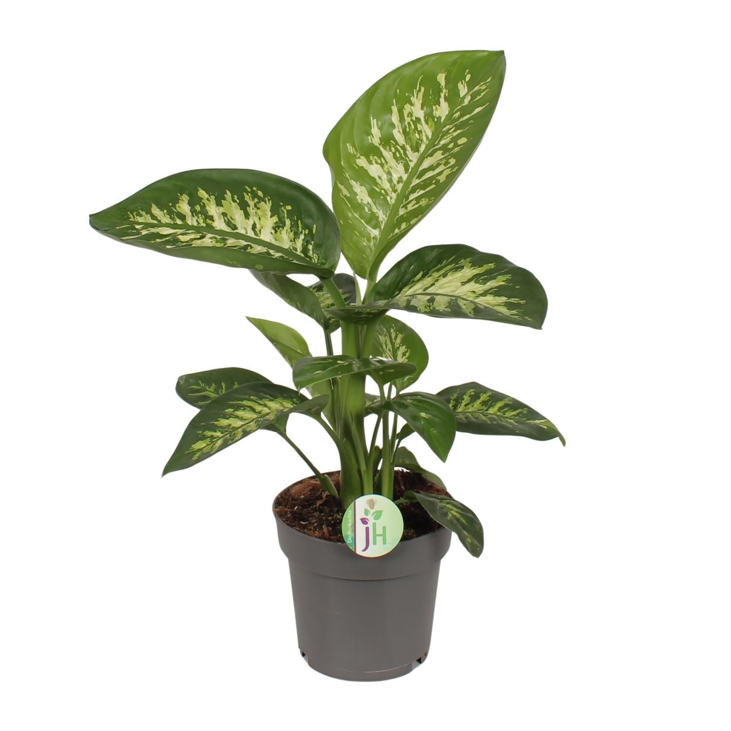 Dieffenbachia Reeva - Ø17cm - ↕50cm