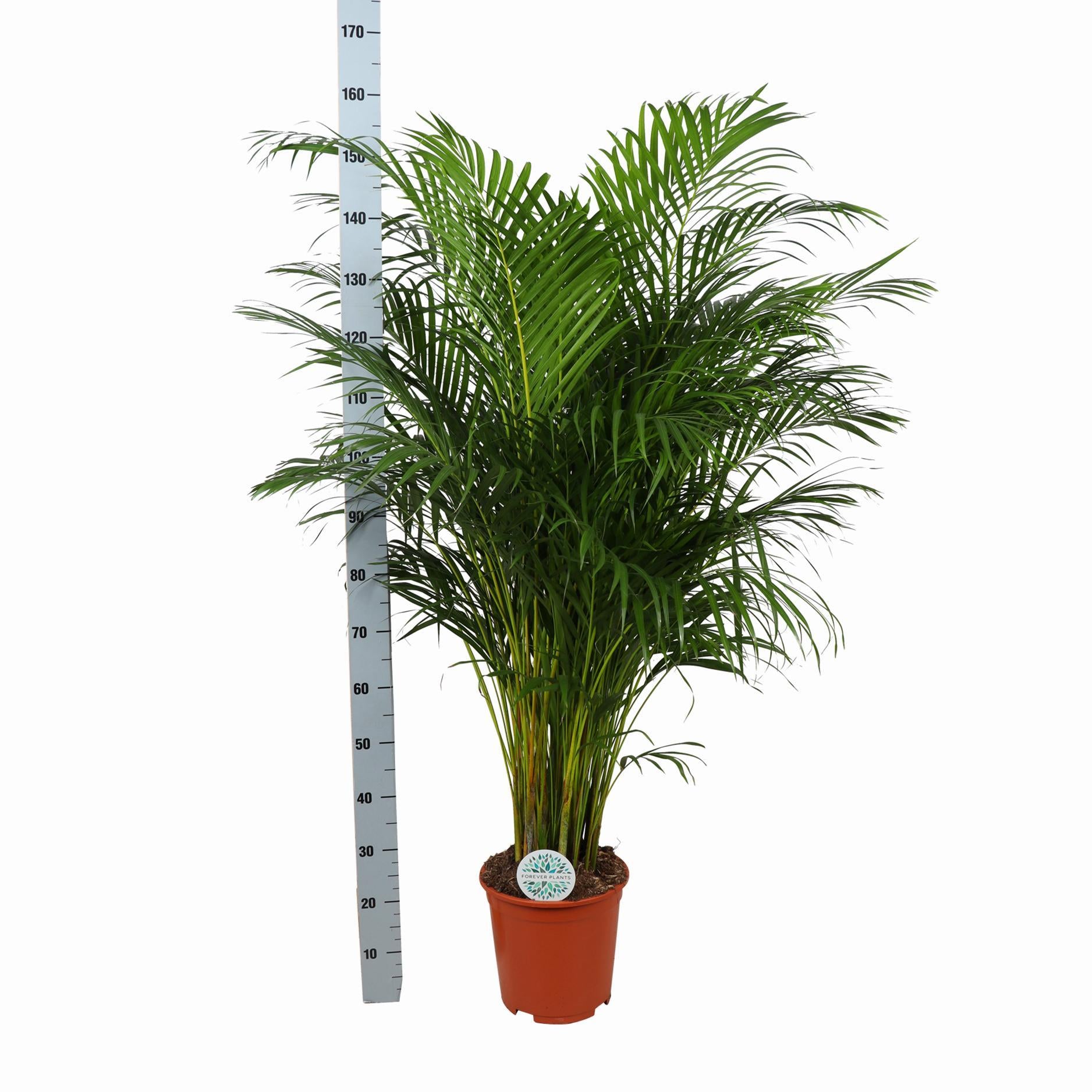 Arecapalme Dypsis Lutescens  Ø27cm ↕160cm in Boule Olive Topf