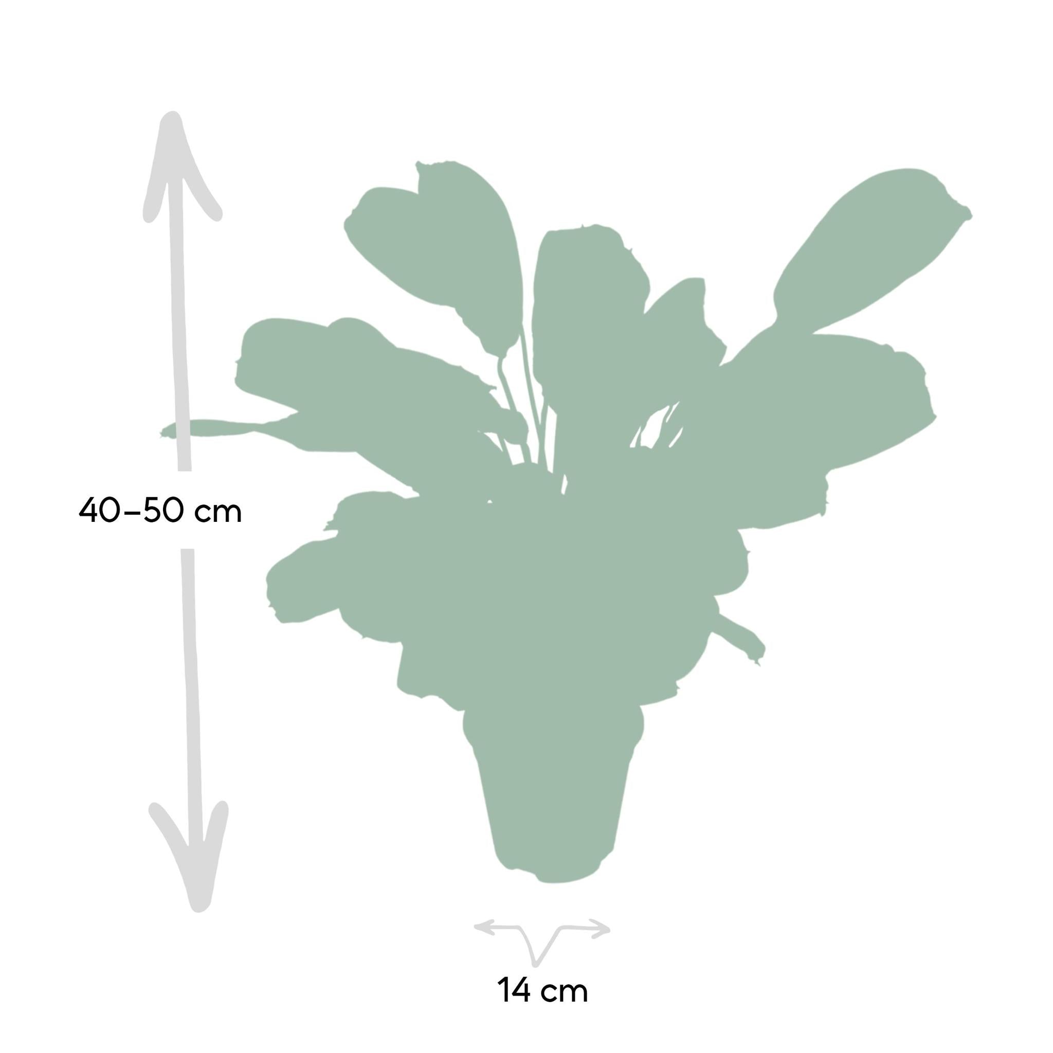 Gebetspflanze - Ctenanthe Amabilis - Fischgrätenpflanze   Ø14cm - ↕25cm