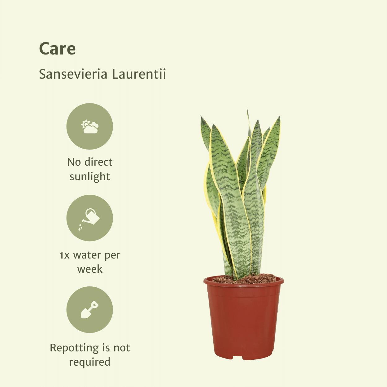 Sansevieria Laurentii 2 Stück - Frauenzunge - 40cm - ø14