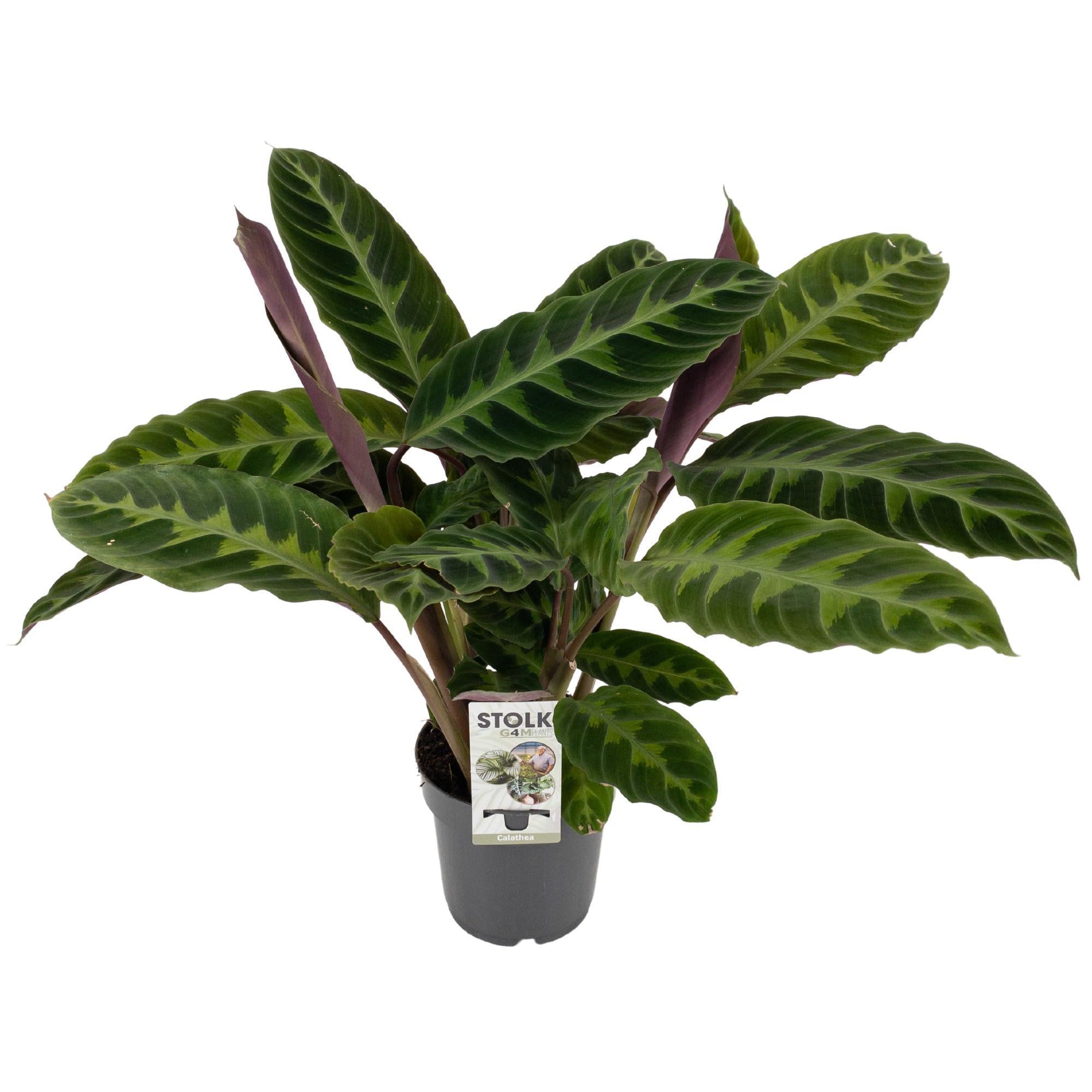 Calathea Warscewiczii - Korbmarante - Ø14cm - ↕50cm