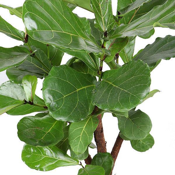 Geigenfeige - Ficus lyrata  - Ø24cm - ↕110cm