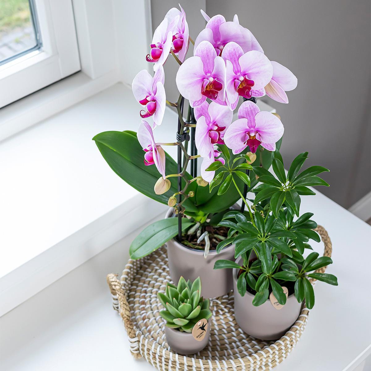 Orchidee rosa Phalaenopsis Orchidee - Niagara Fall - Topfgröße Ø12cm | blühende Zimmerpflanze - frisch vom Züchter