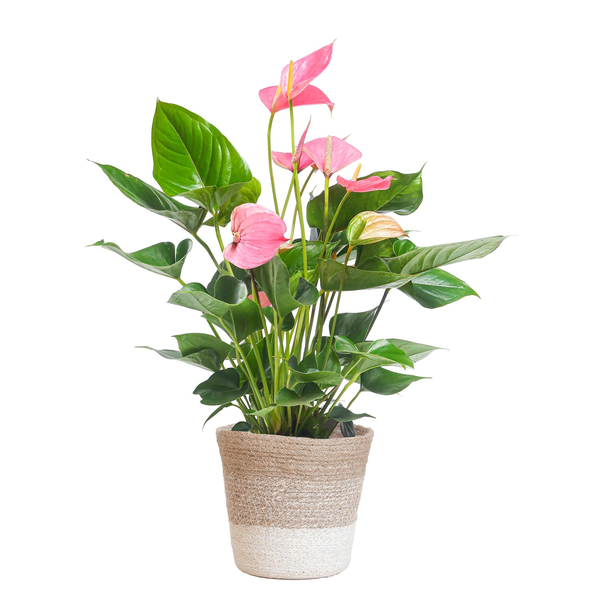 Anthurium Roze Explosie met Lisbon rieten mand - 55cm - Ø17