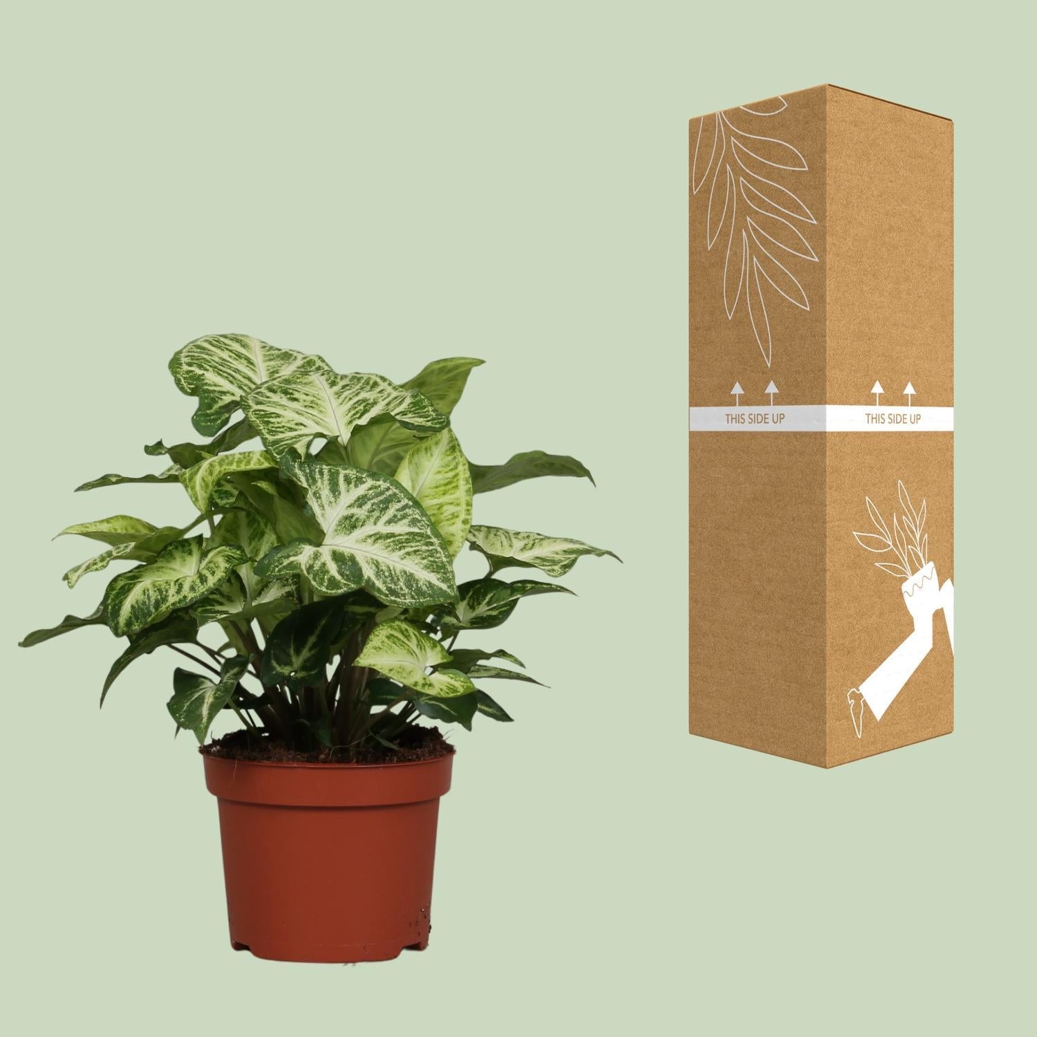 Syngonium Pijl - Ø12cm - ↕25cm