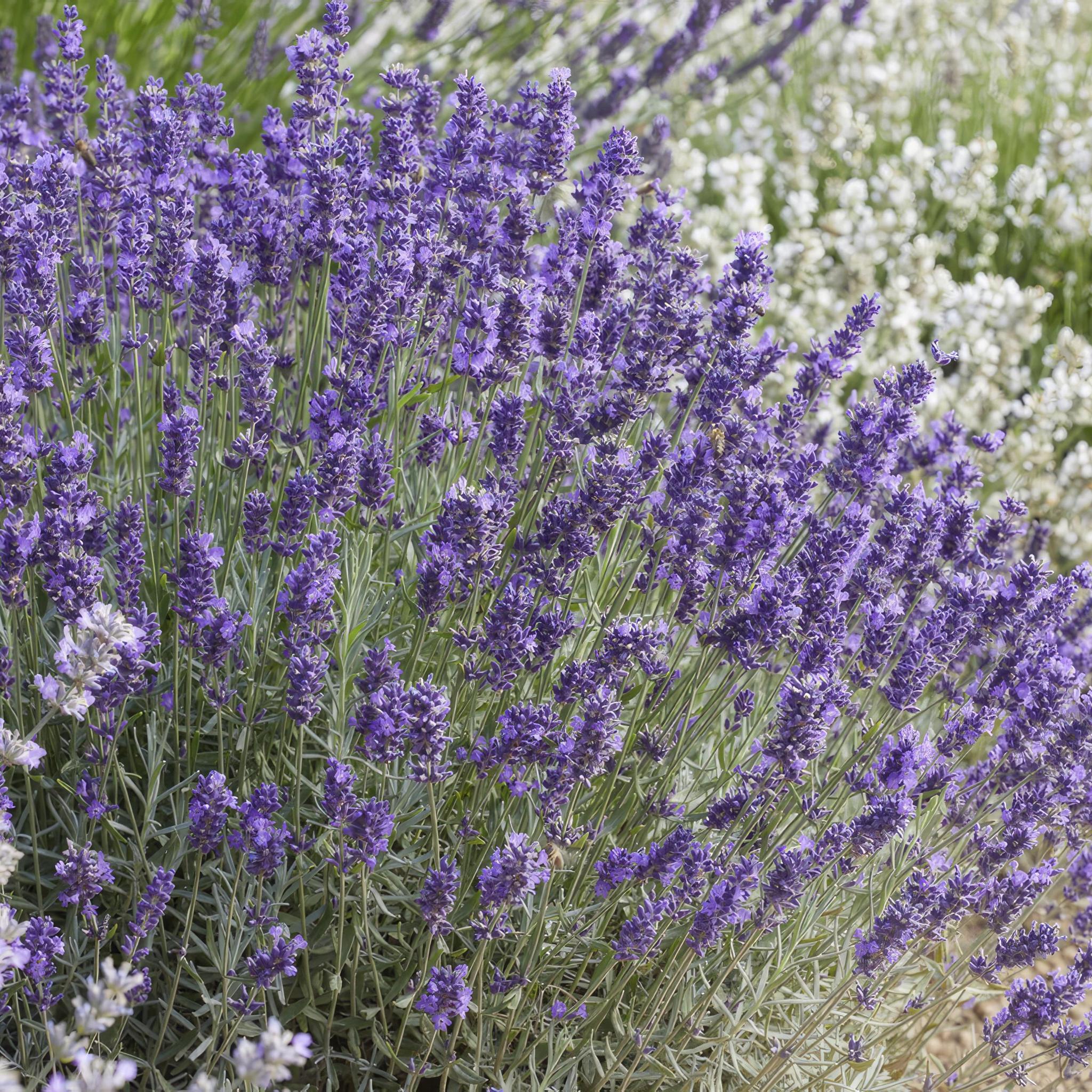 Lavendel - Lavandula 'Hidcote' - ↕10-25cm - Ø9cm - 6 Stück