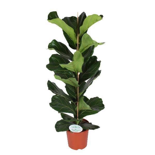 Geigenfeige - Ficus Lyrata - Ø21cm - ↕90cm