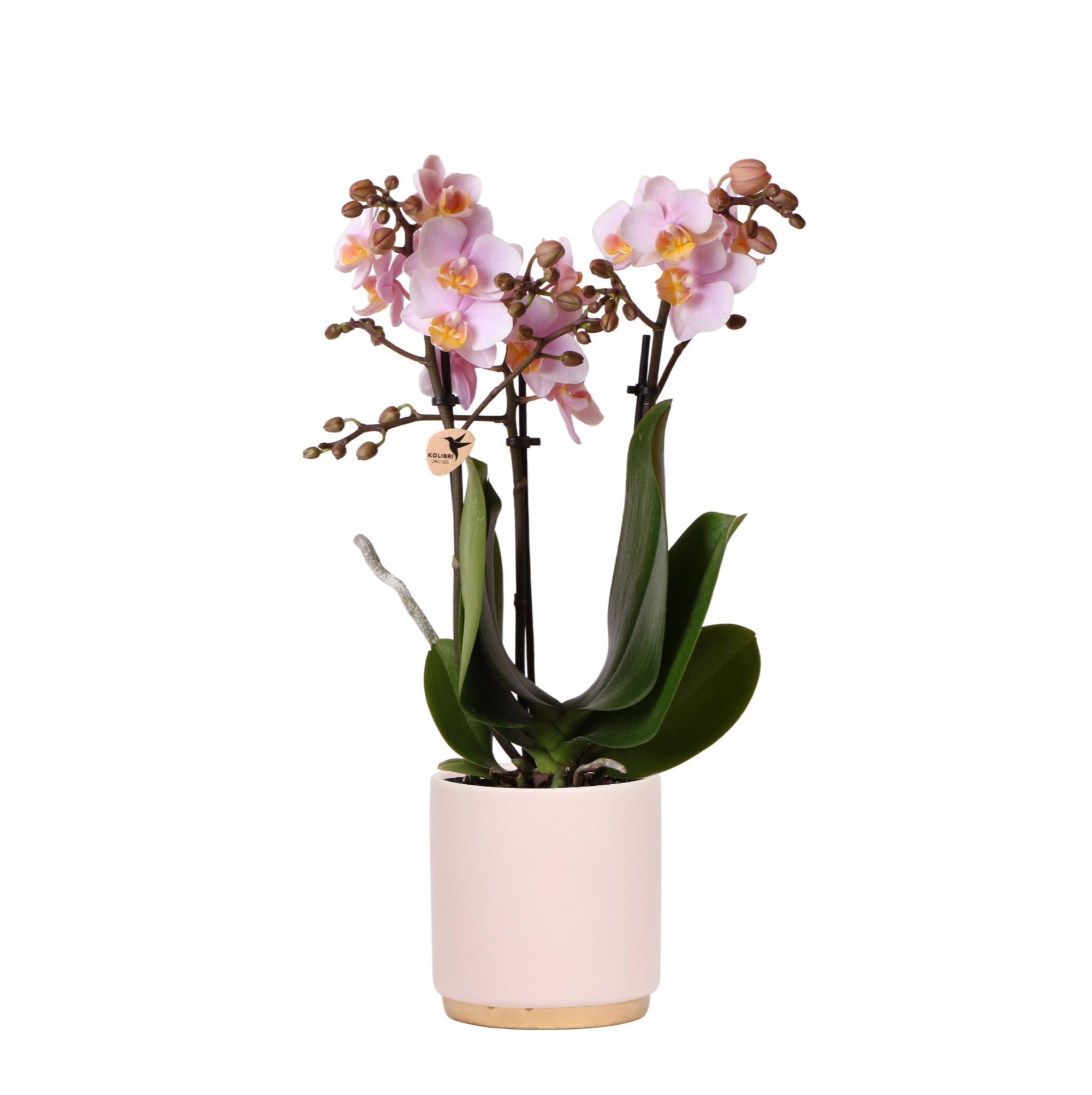 Orchidee Rosa Phalaenopsis Orchidee - Andorra + Goldfuß Ziertopf rosa - Topfgröße Ø9cm - 35cm hoch | blühende Zimmerpflanze im Blumentopf - frisch vom Züchter