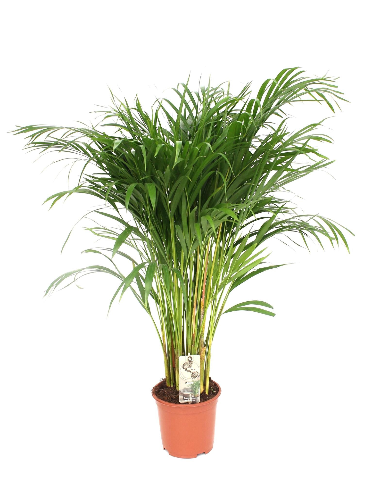 Arecapalme Dypsis Lutescens - Ø24cm - ↕120cm - Ø21 - ↨110cm