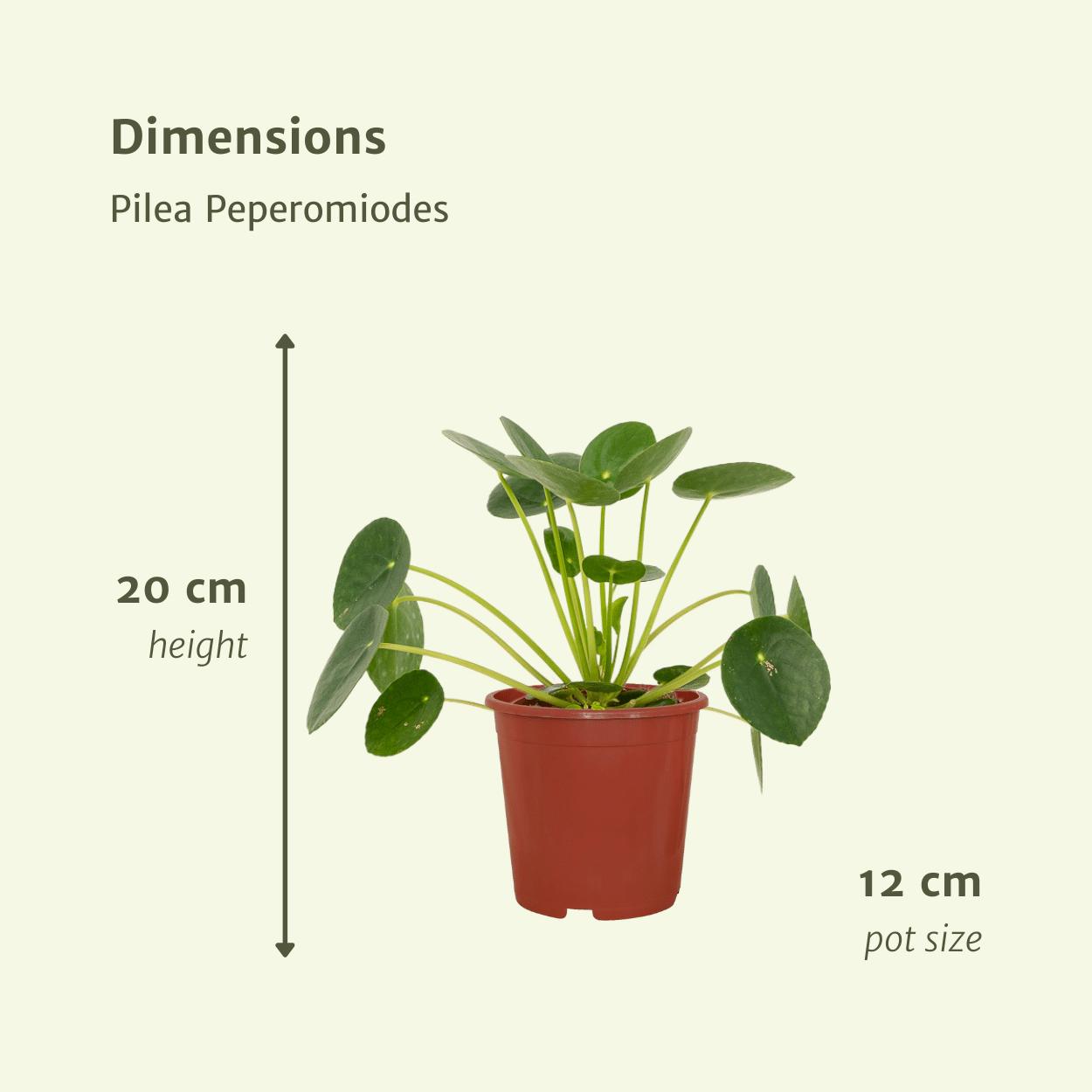 Chinesischer Geldbaum - 2x Pilea Peperomiodes - 20cm - ø12