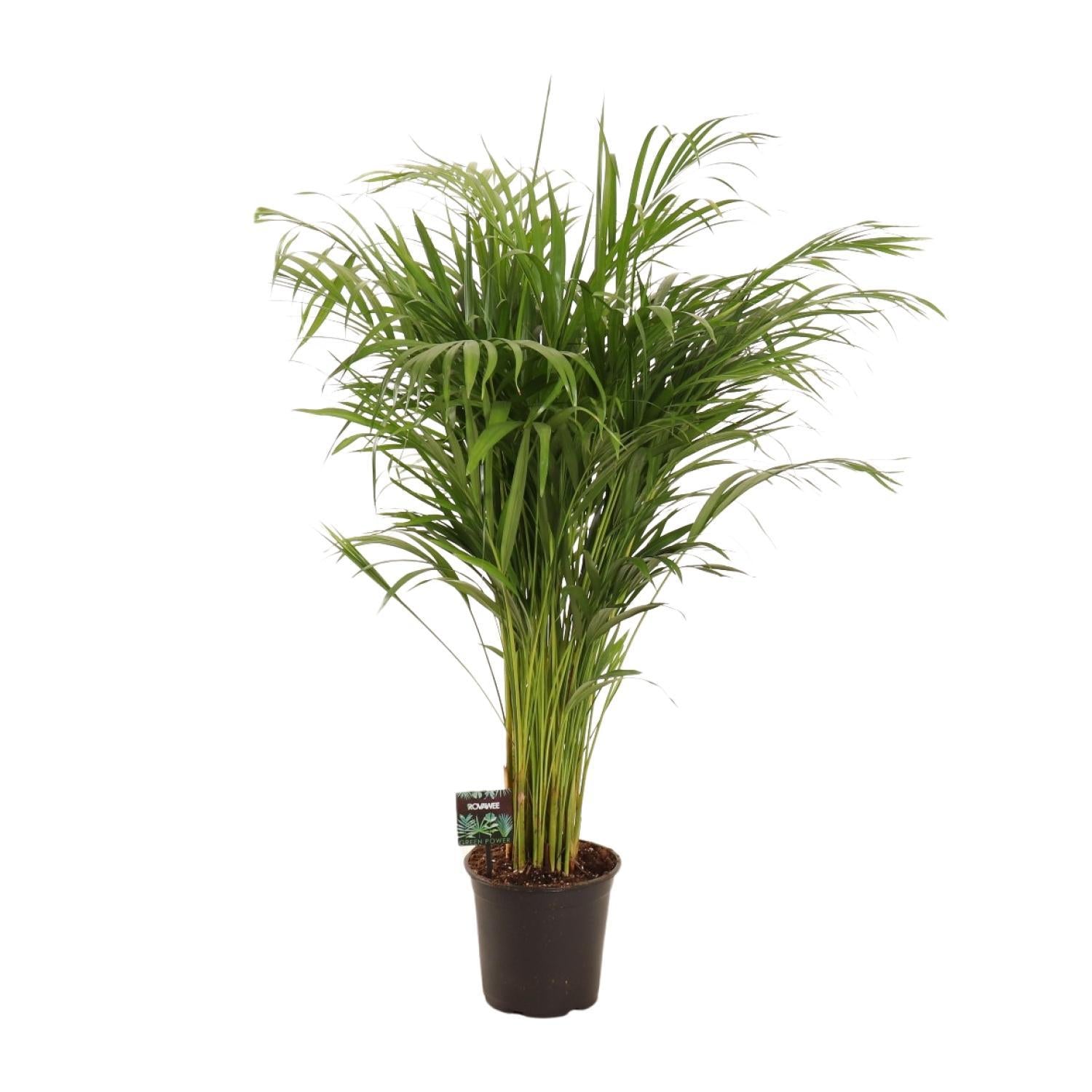 Arecapalme  Dypsis Lutescens - Ø21cm - ↕110cm