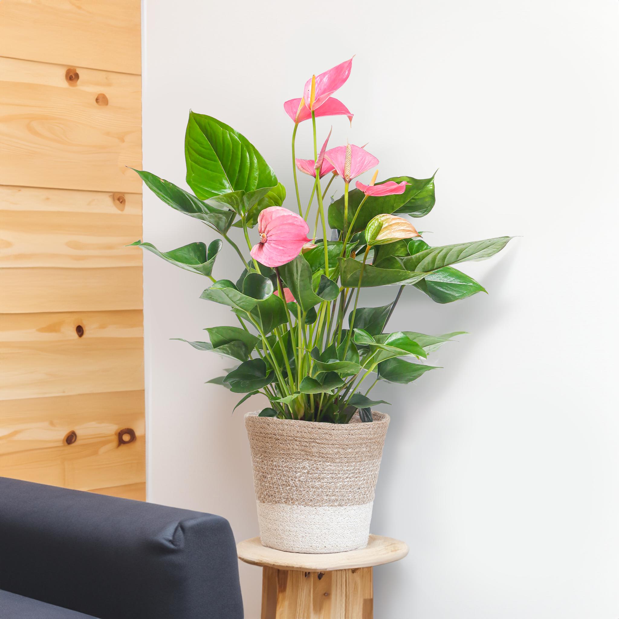 Anthurium Pink Explosion mit Lissabon Weidenkorb - 55cm - Ø17