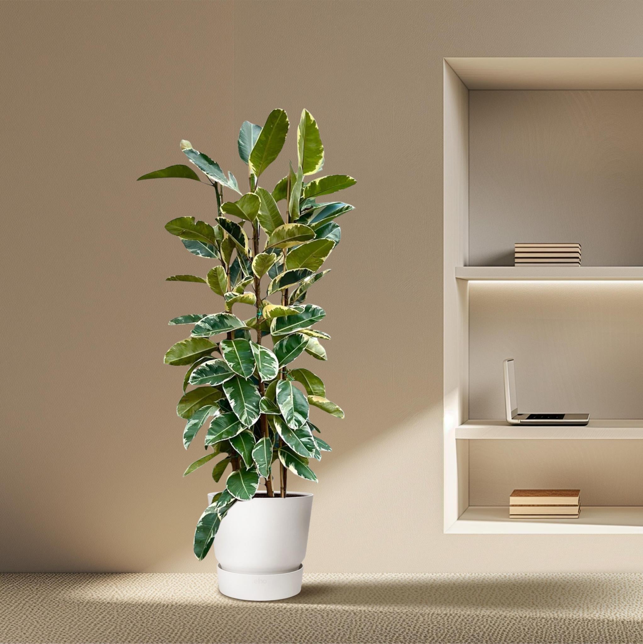 Gummibaum Ficus Elastica Tineke Strauch - 225cm - ø40