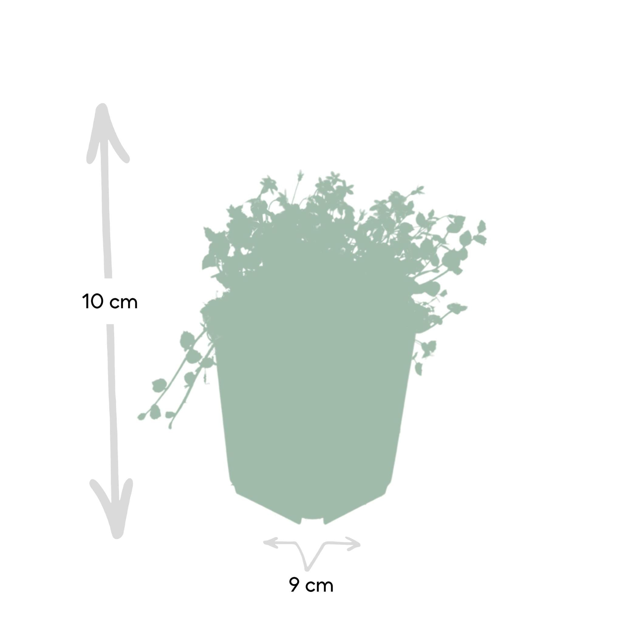 Isotoma fluviatilis - ↕25cm - Ø9cm - 6x