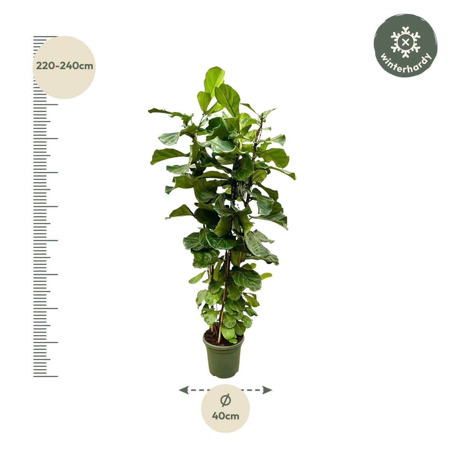 Geigenfeige - Ficus Lyrata Strauch  XL - 200cm - ø40