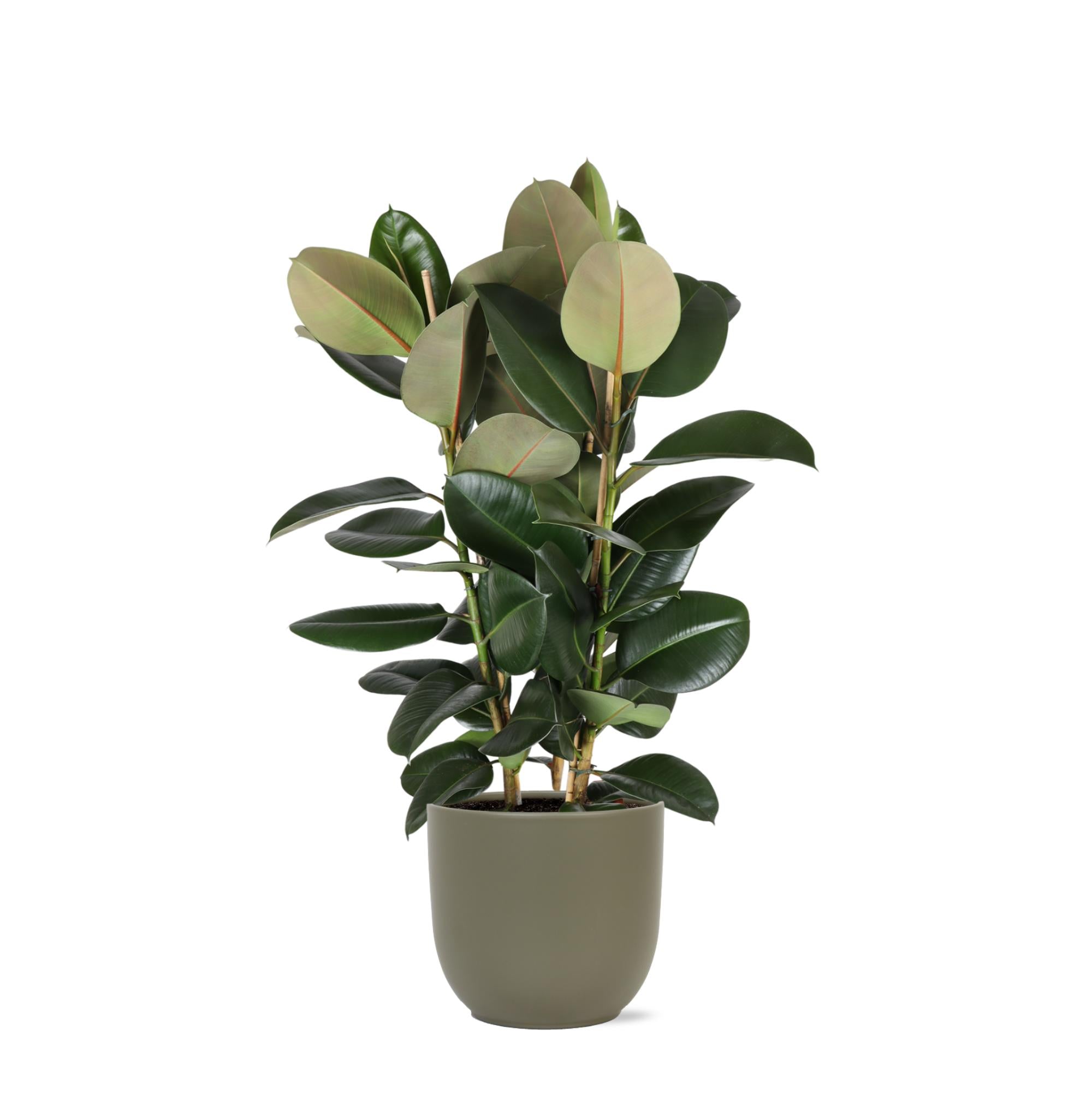 Gummibaum Ficus Elastica Robusta Ø27cm - ↕115cm im Boule OLIVE Topf