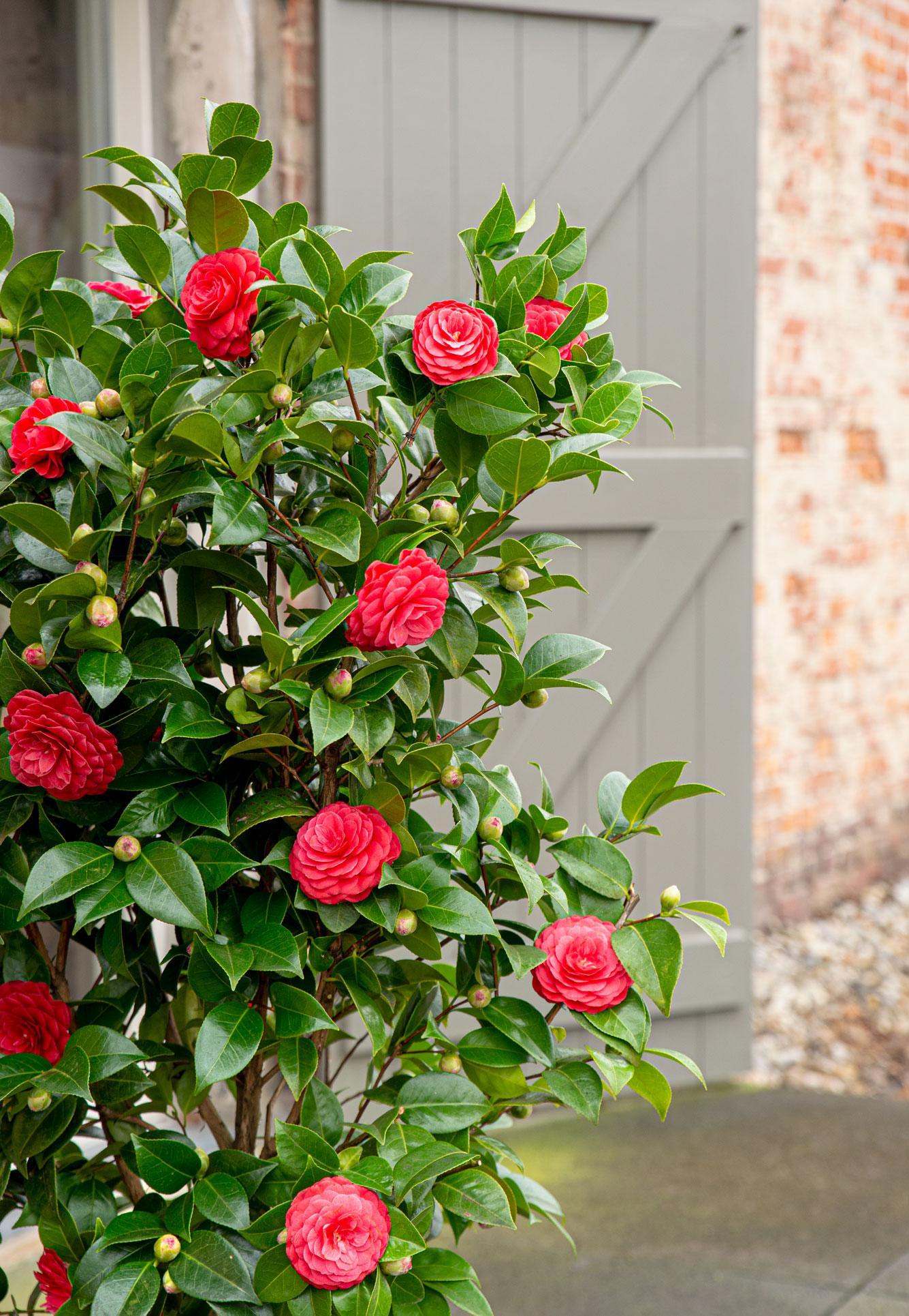 Japanische Kamellie Black Lace rot - Camellia japonica 'Black Lace' - ↨65cm - Ø19cm