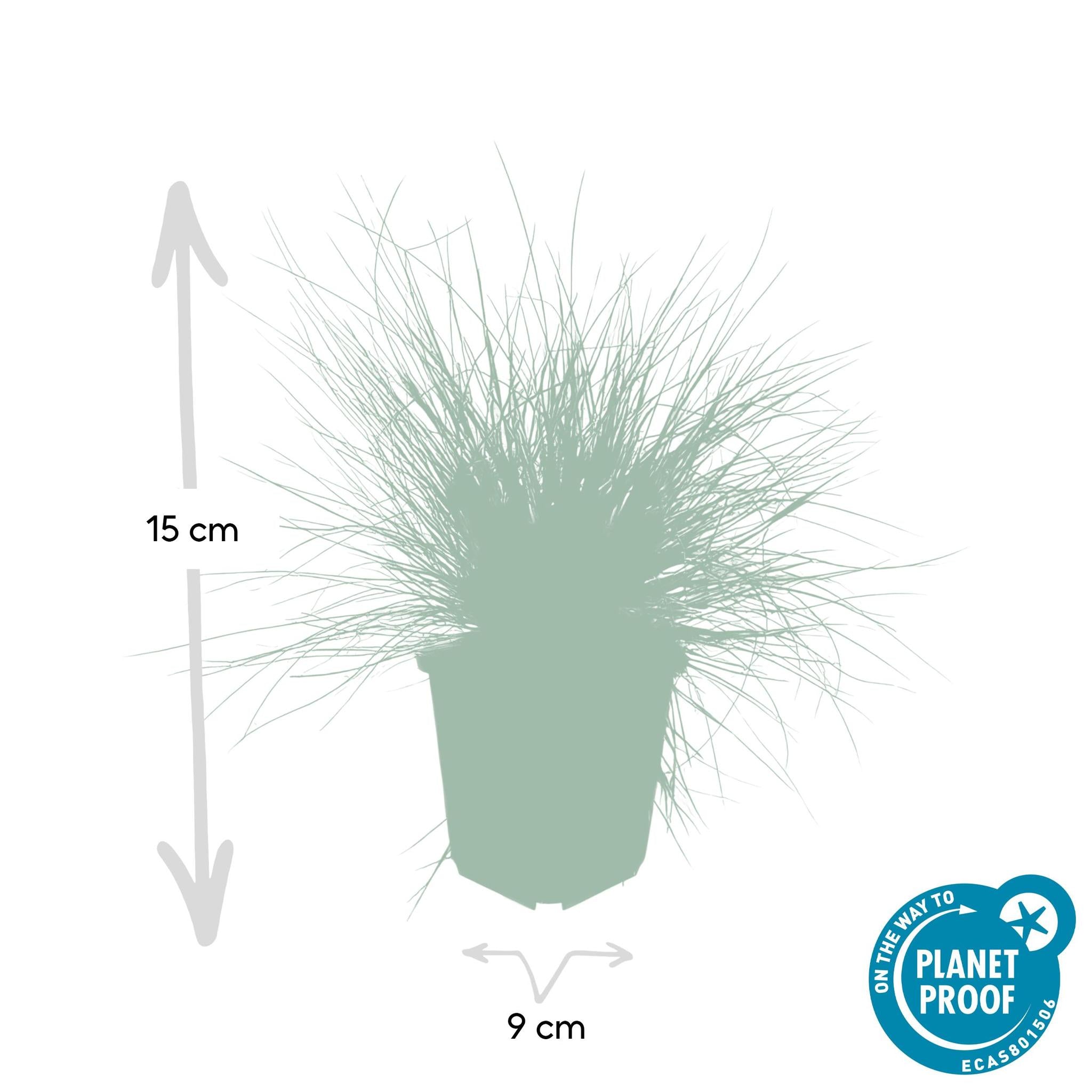 Ziergras - Festuca glauca 'Elijah Bleu' - ↕10-25cm - Ø9cm  - 12 Stück