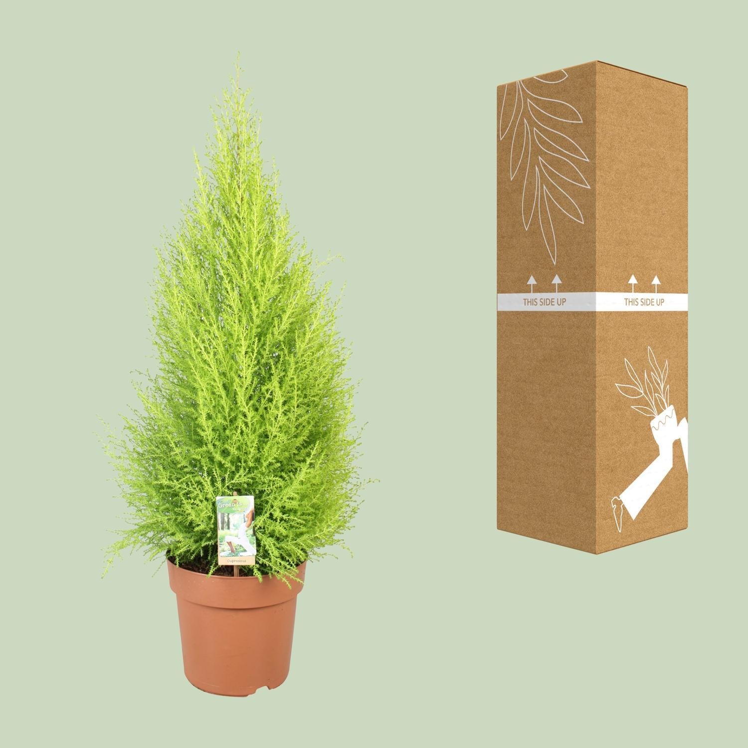 Zeder Cupressus Goldcrest Wilma - Ø21cm - ↕90cm