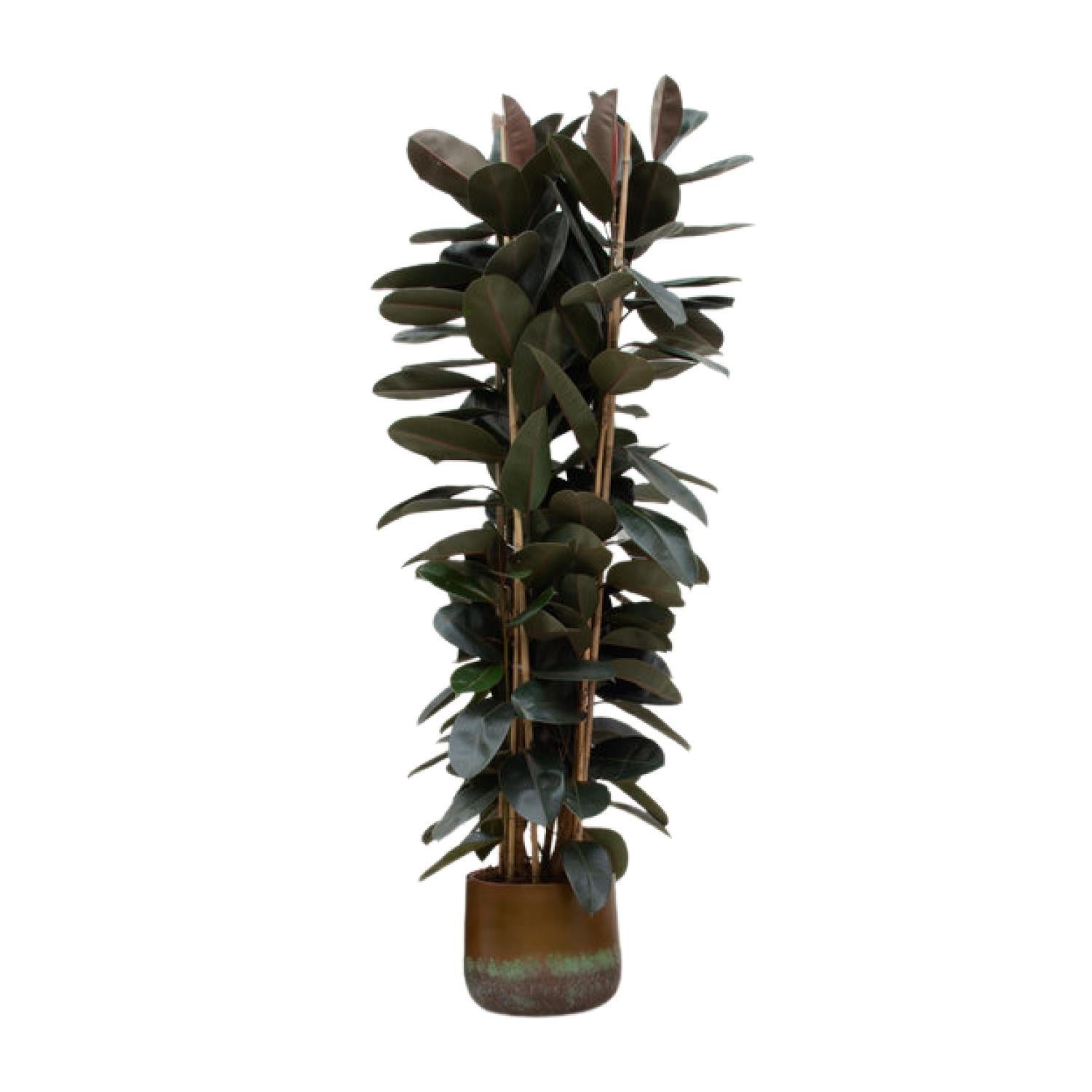 Gummibaum Ficus Elastica Abidjan  - 225cm - ø40