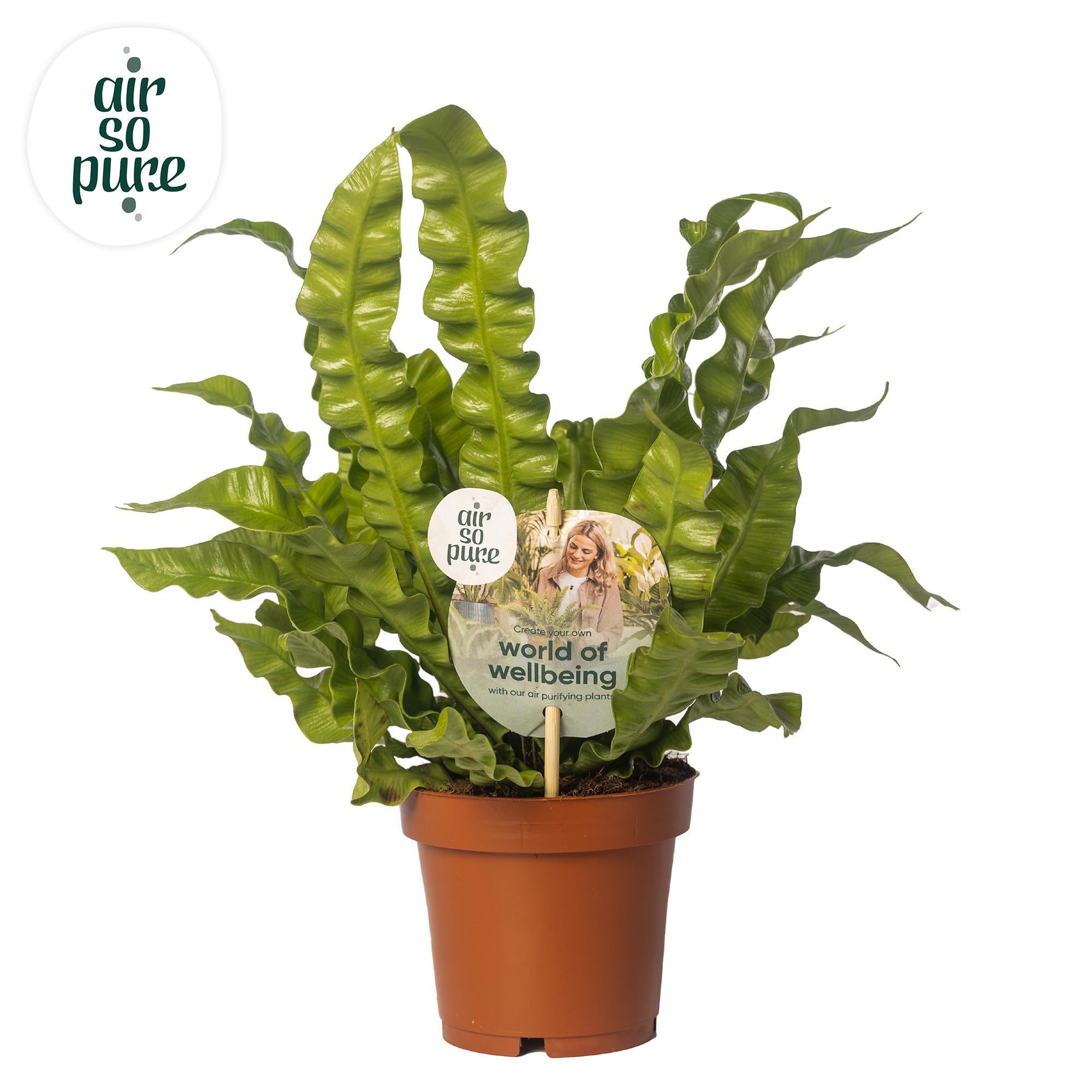 Nestfarn - Asplenium Crispy Wave - Ø12cm - ↕25cm