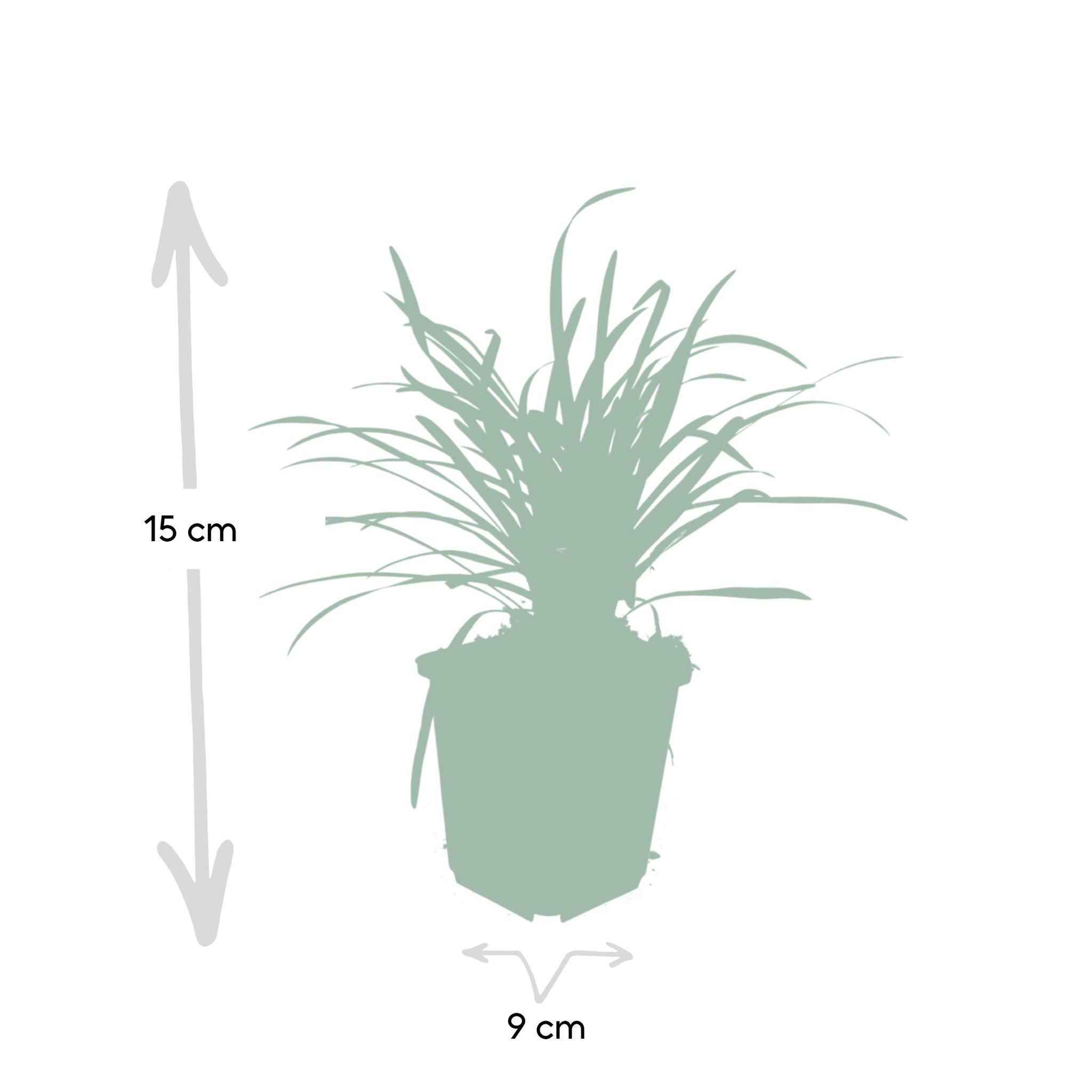 Liriope muscari 'Big Blue' - ↕10-25cm - Ø9cm - 6 Stück