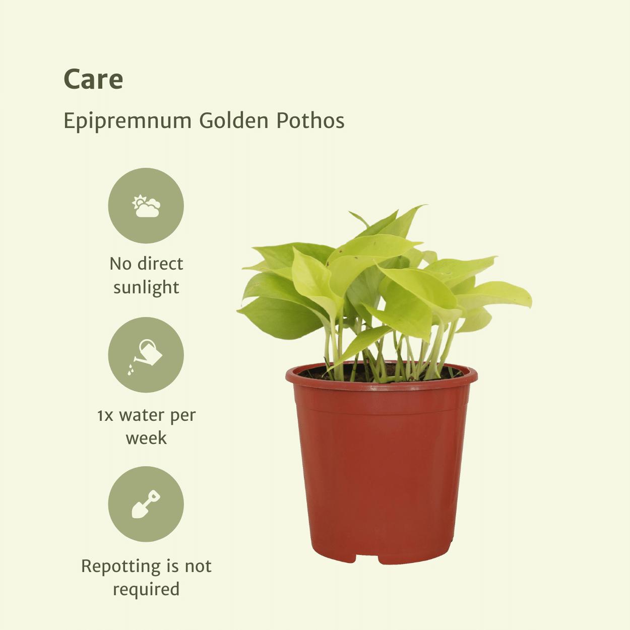 Epipremnum Gouden Pothos (Scindapsus) - 4 stuks - Ø12cm - ↕15cm