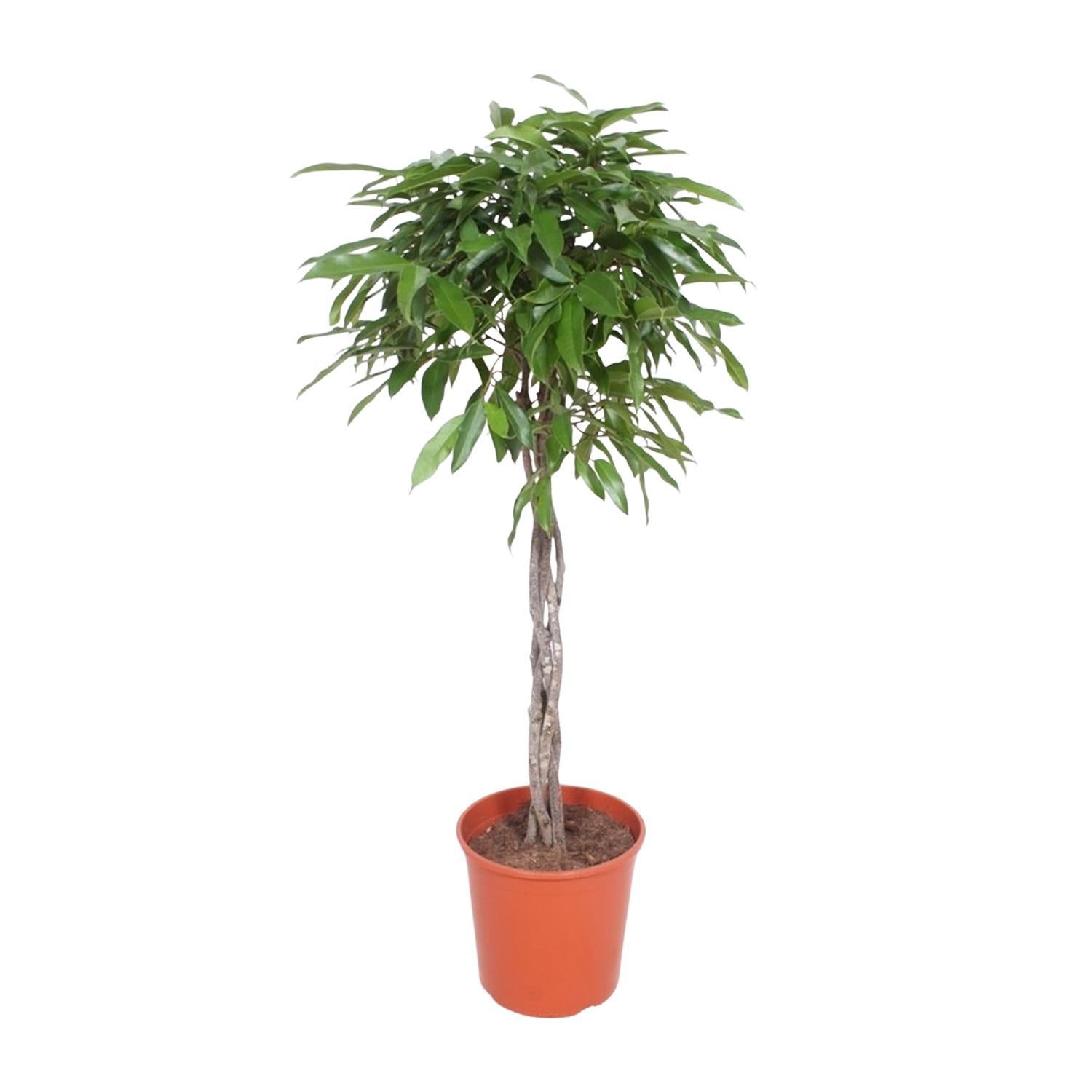 Gummibaum - Ficus Amstel King geflochtener Stamm - 150 cm - ø30